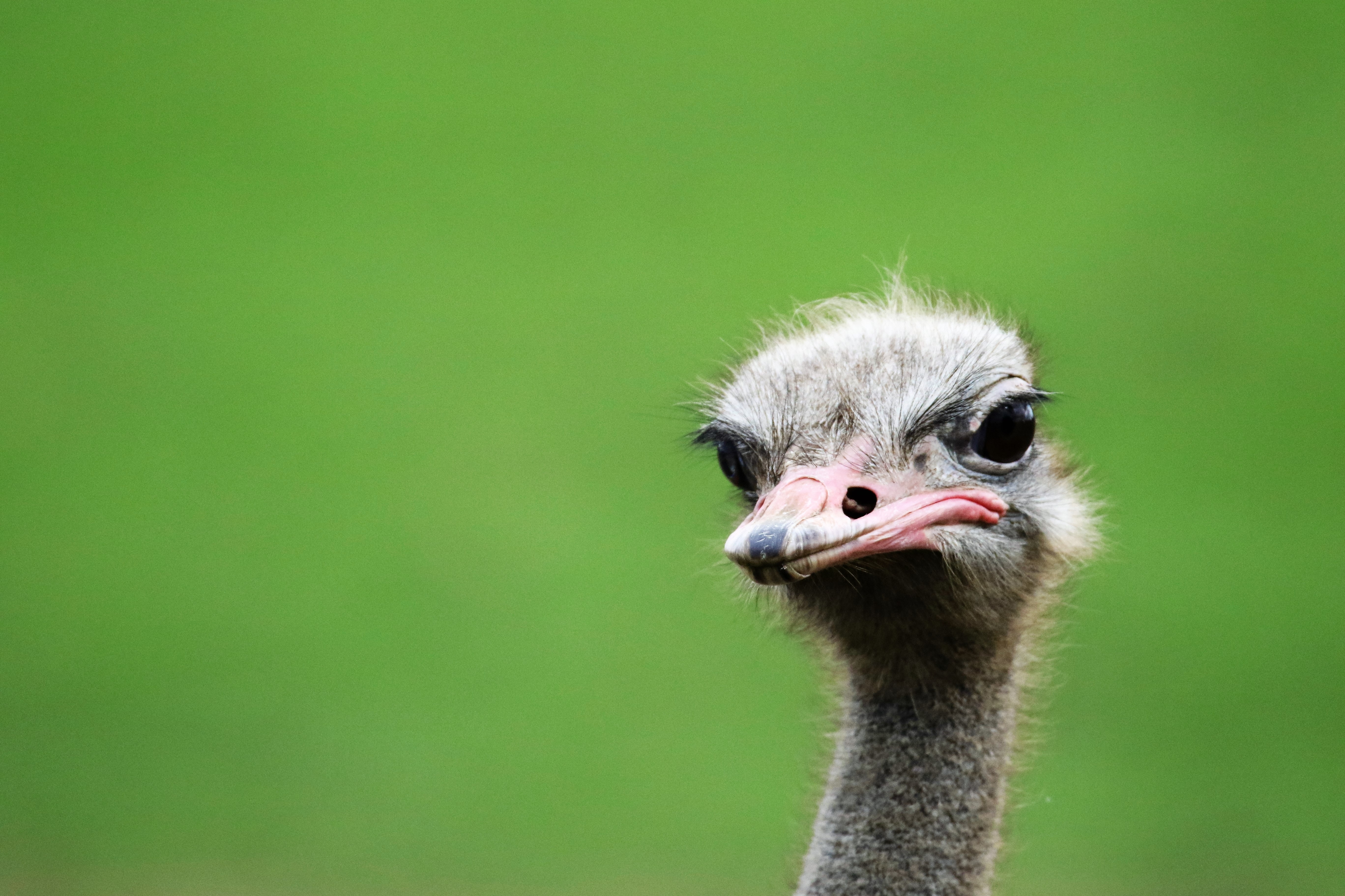 Ostrich Wallpapers