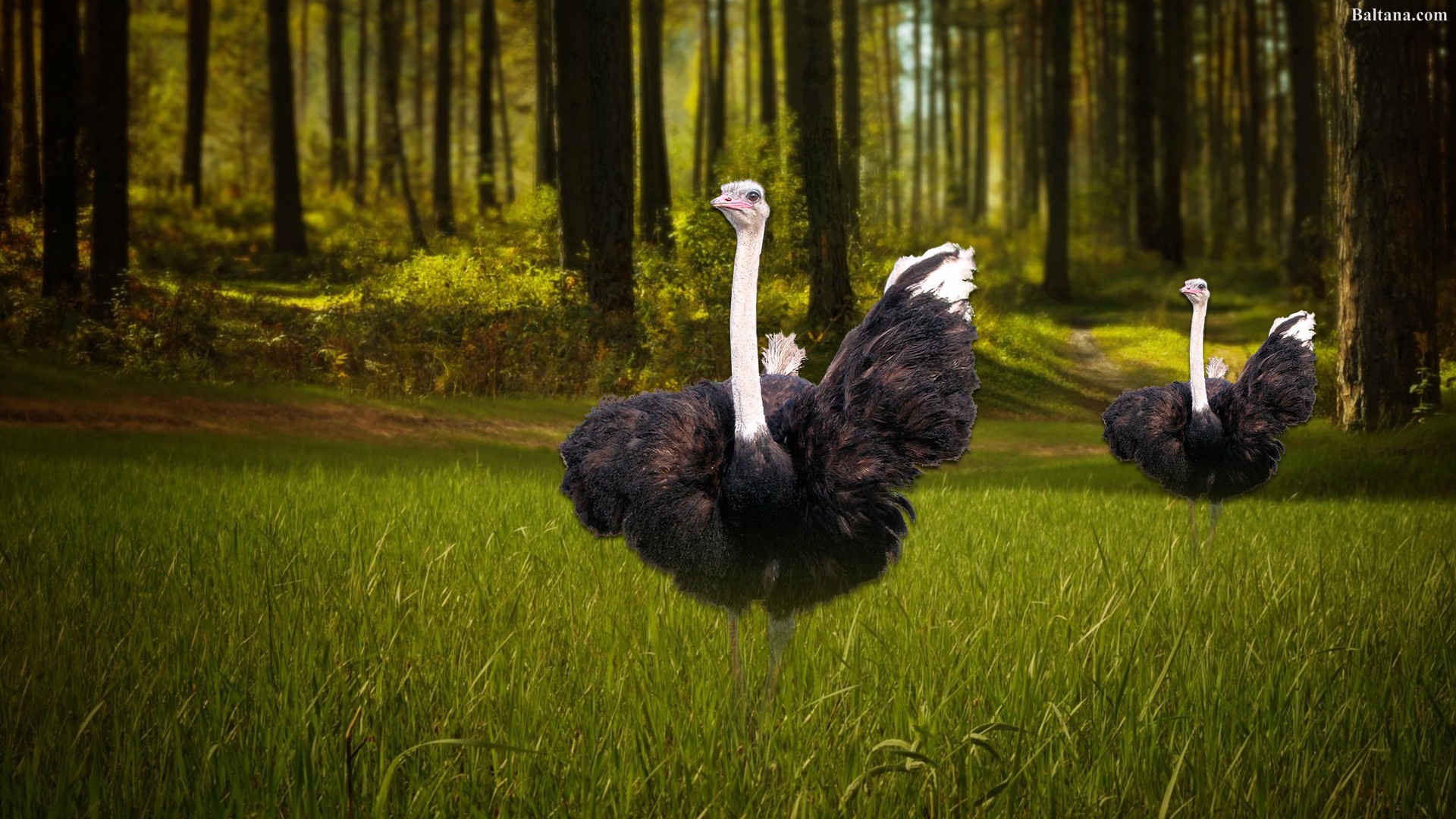 Ostrich Wallpapers