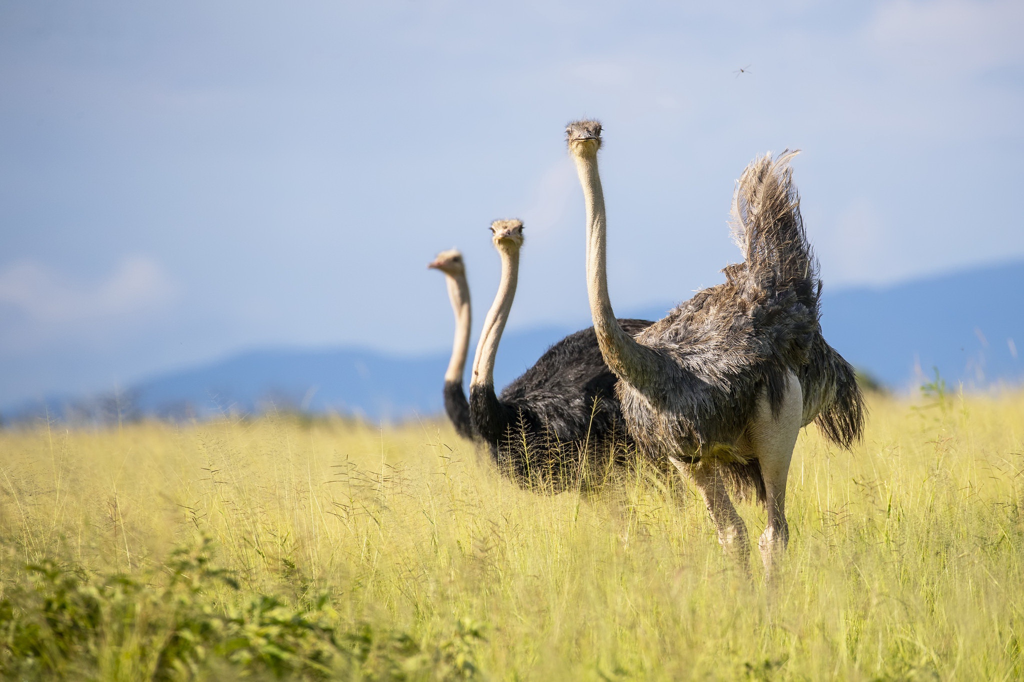 Ostrich Wallpapers