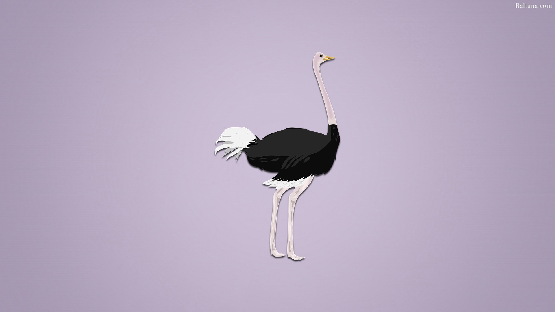 Ostrich Wallpapers