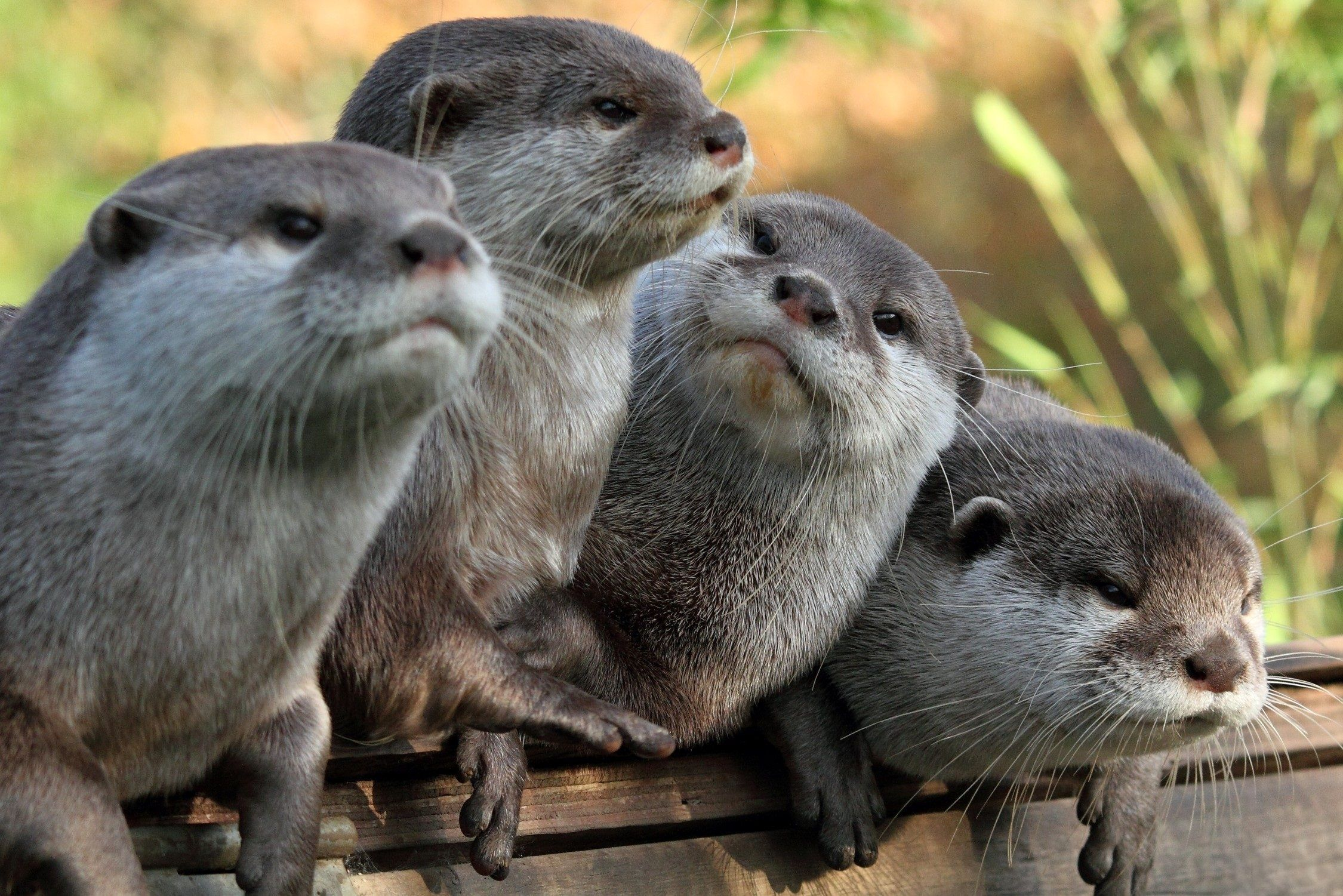 Otter Wallpapers