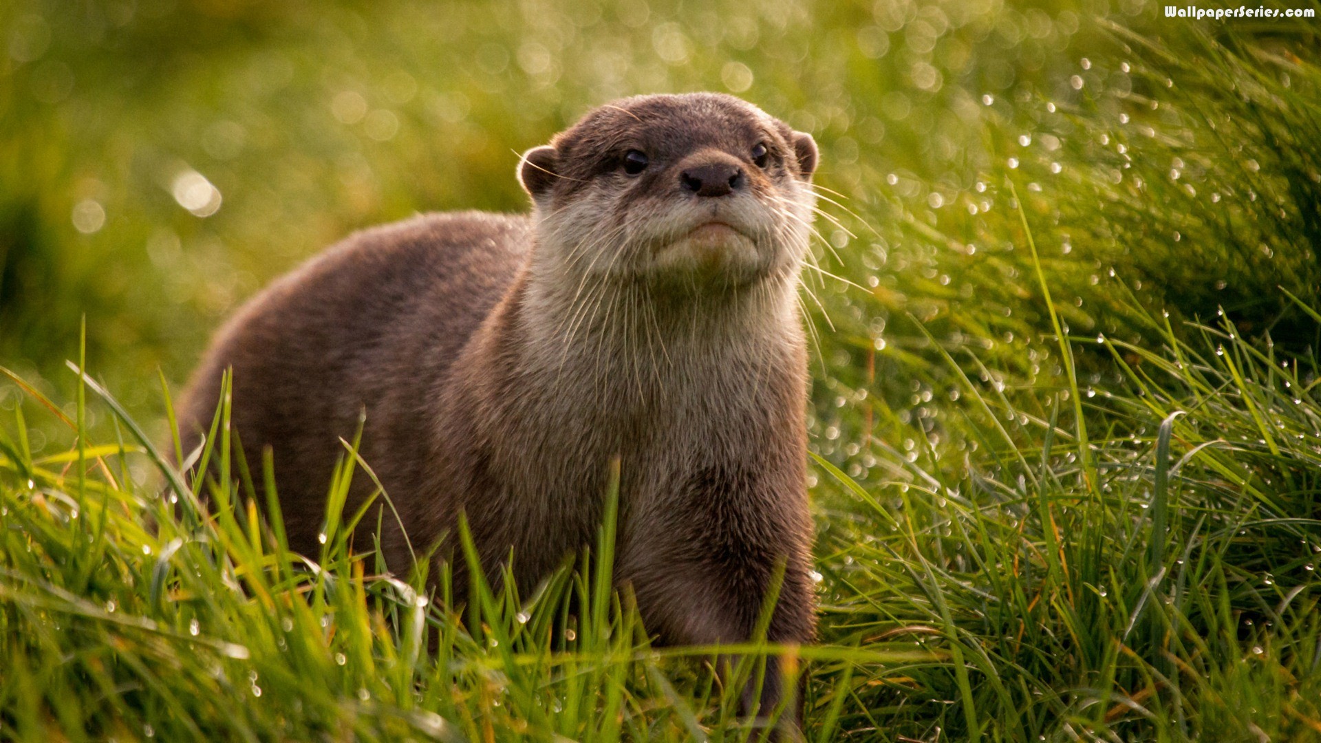 Otter Wallpapers