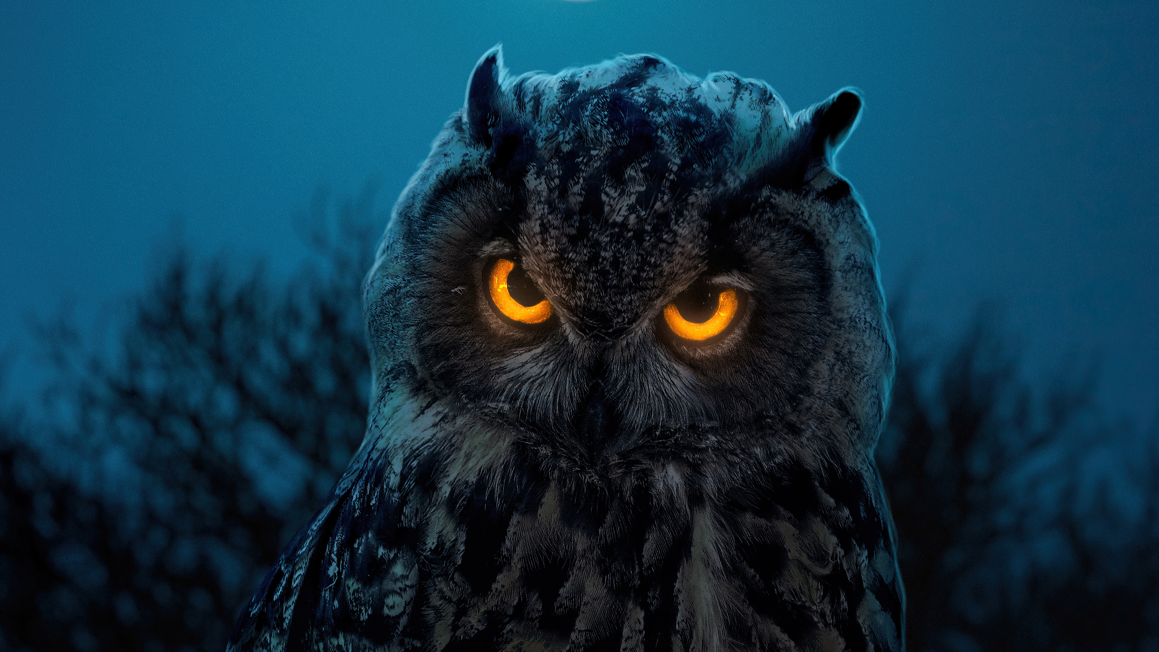 Owl Eyes Wallpapers