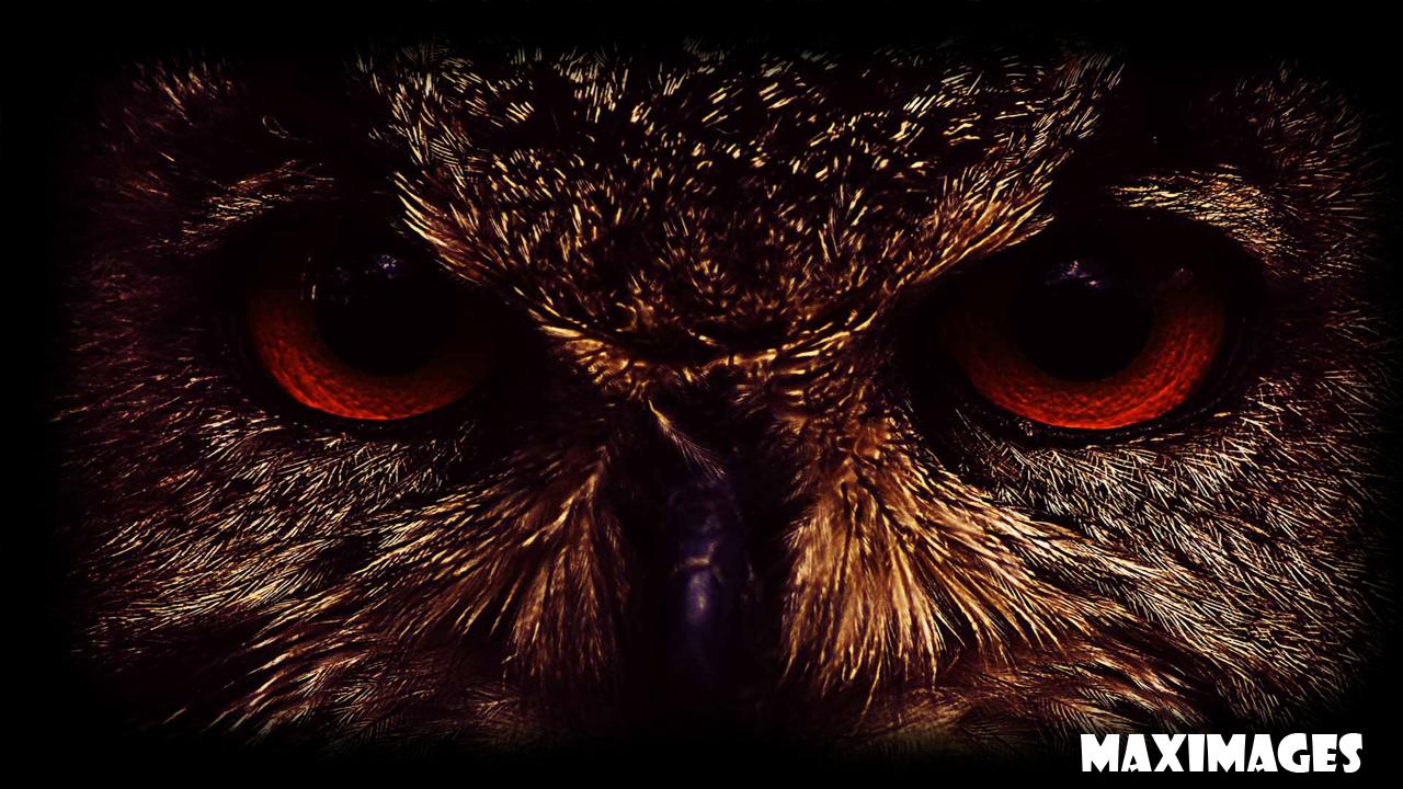 Owl Eyes Wallpapers