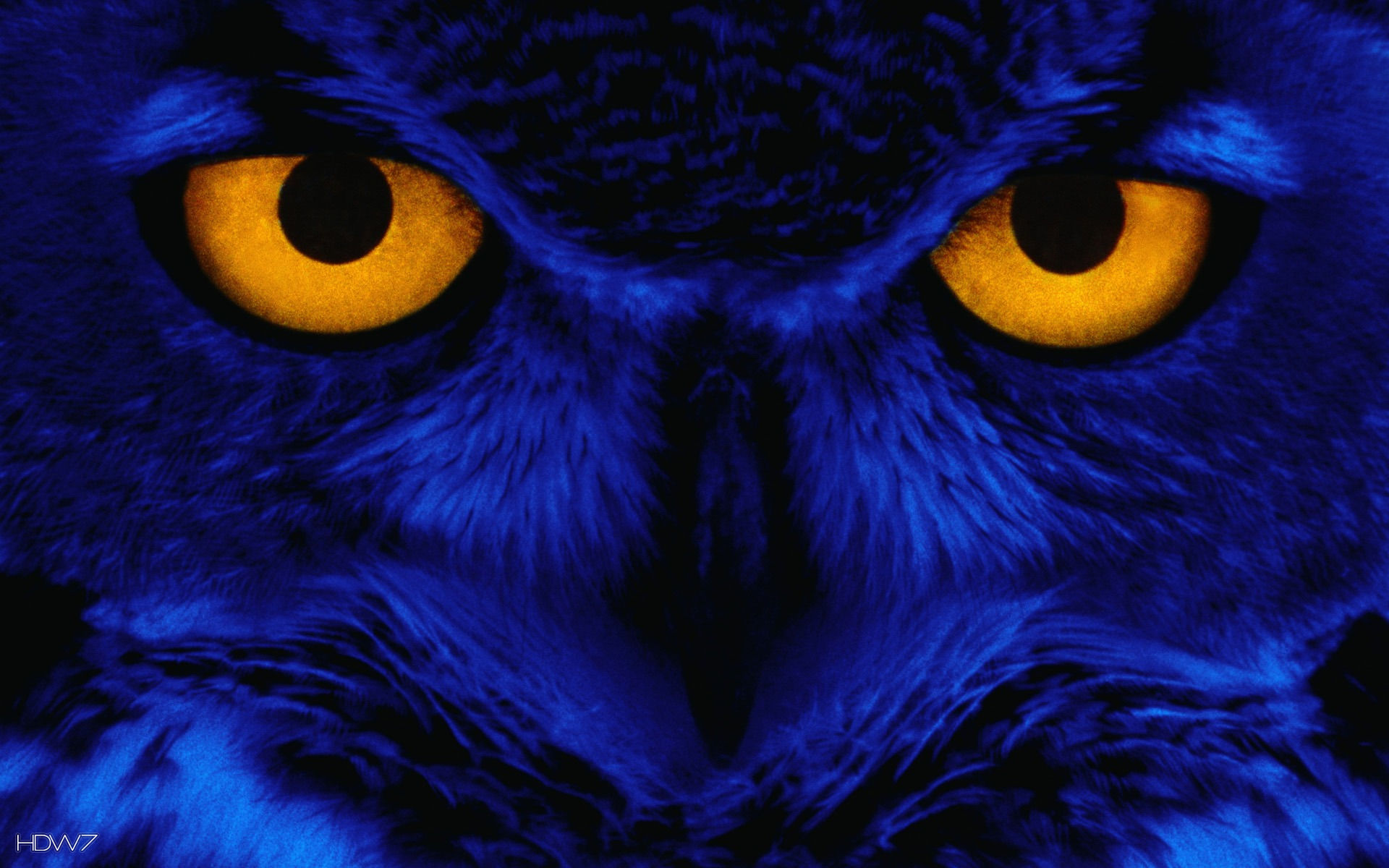 Owl Eyes Wallpapers
