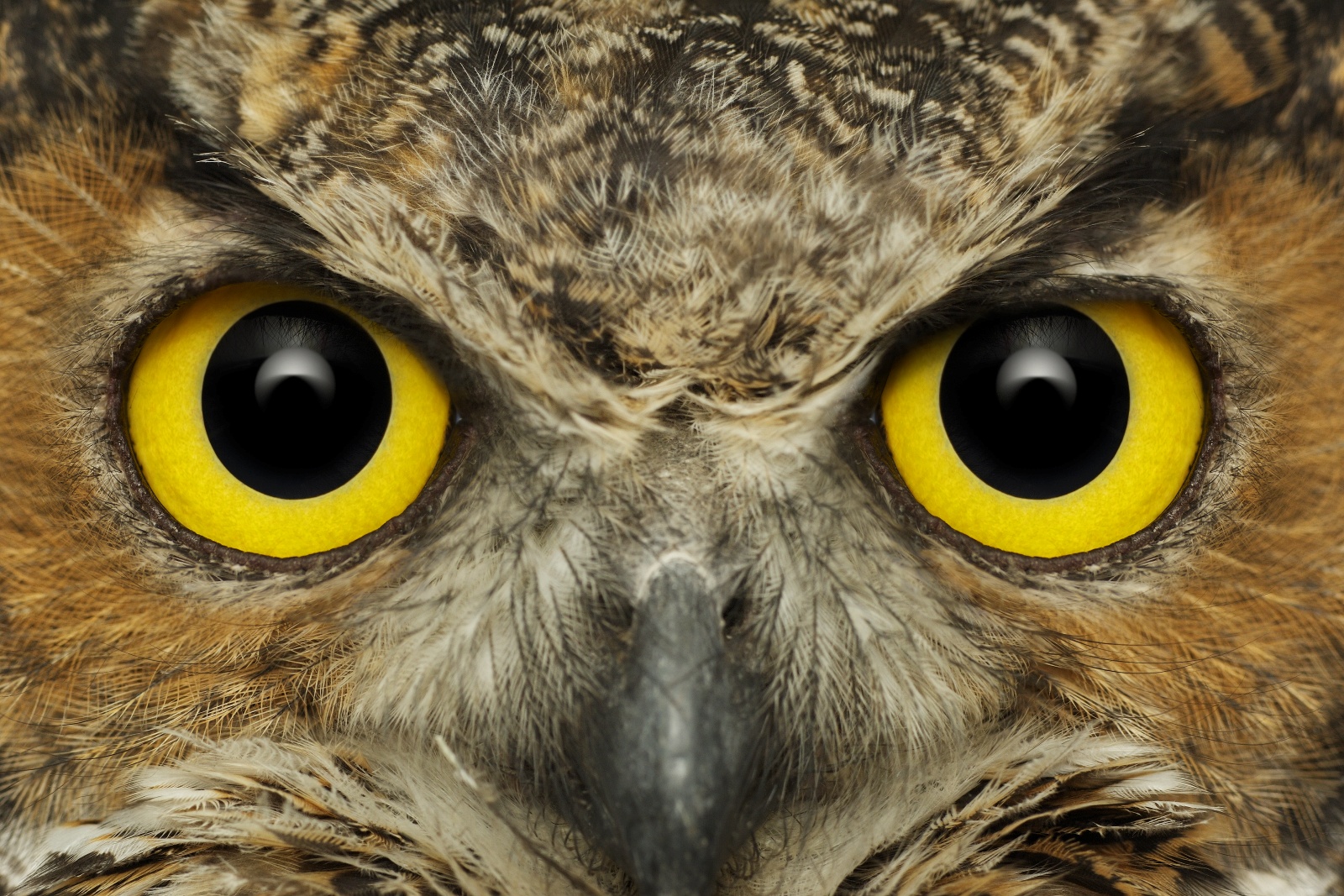 Owl Eyes Wallpapers