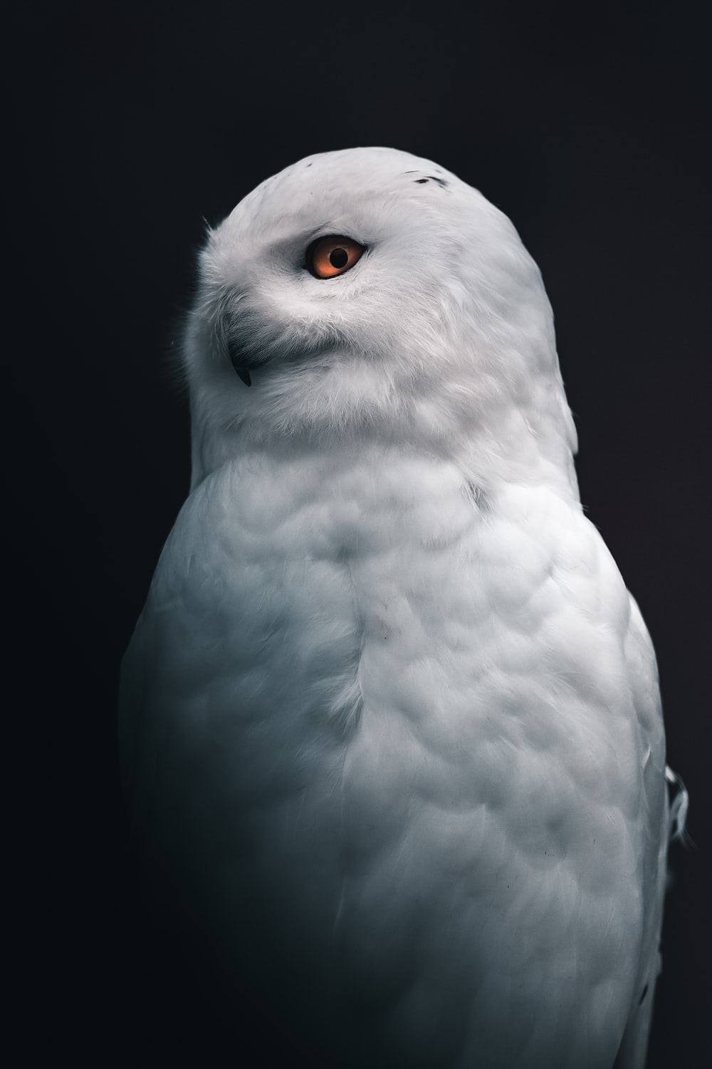 Owl Eyes Wallpapers