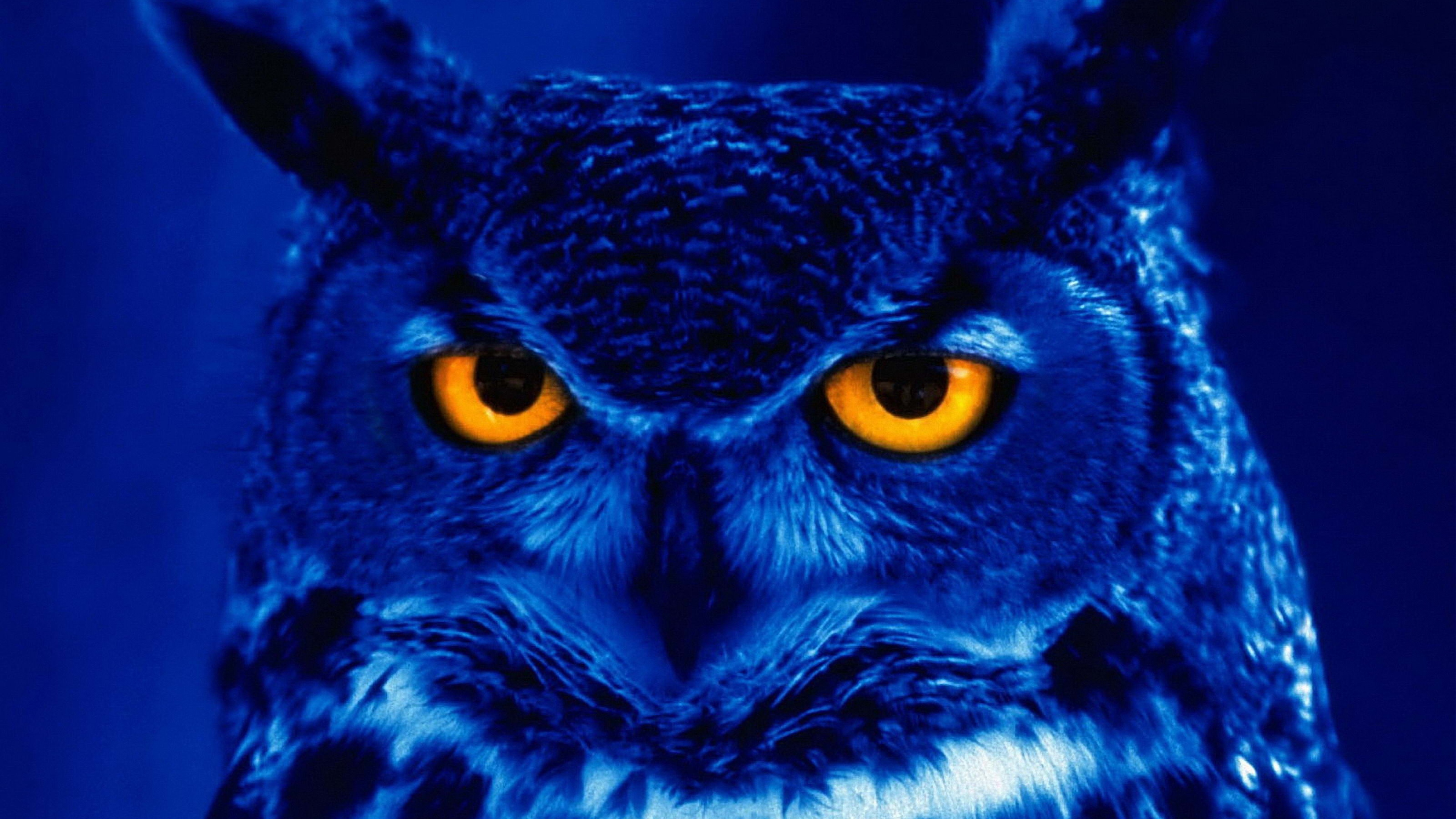 Owl Eyes Wallpapers