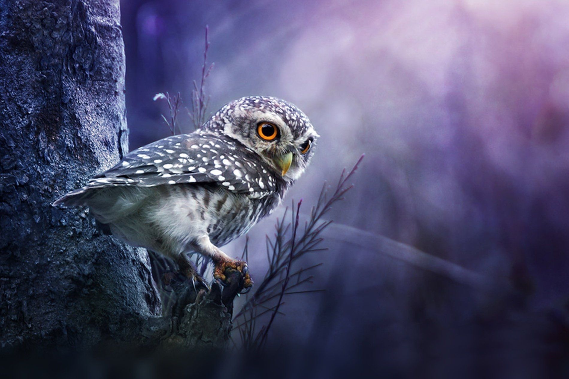 Owl Eyes Wallpapers