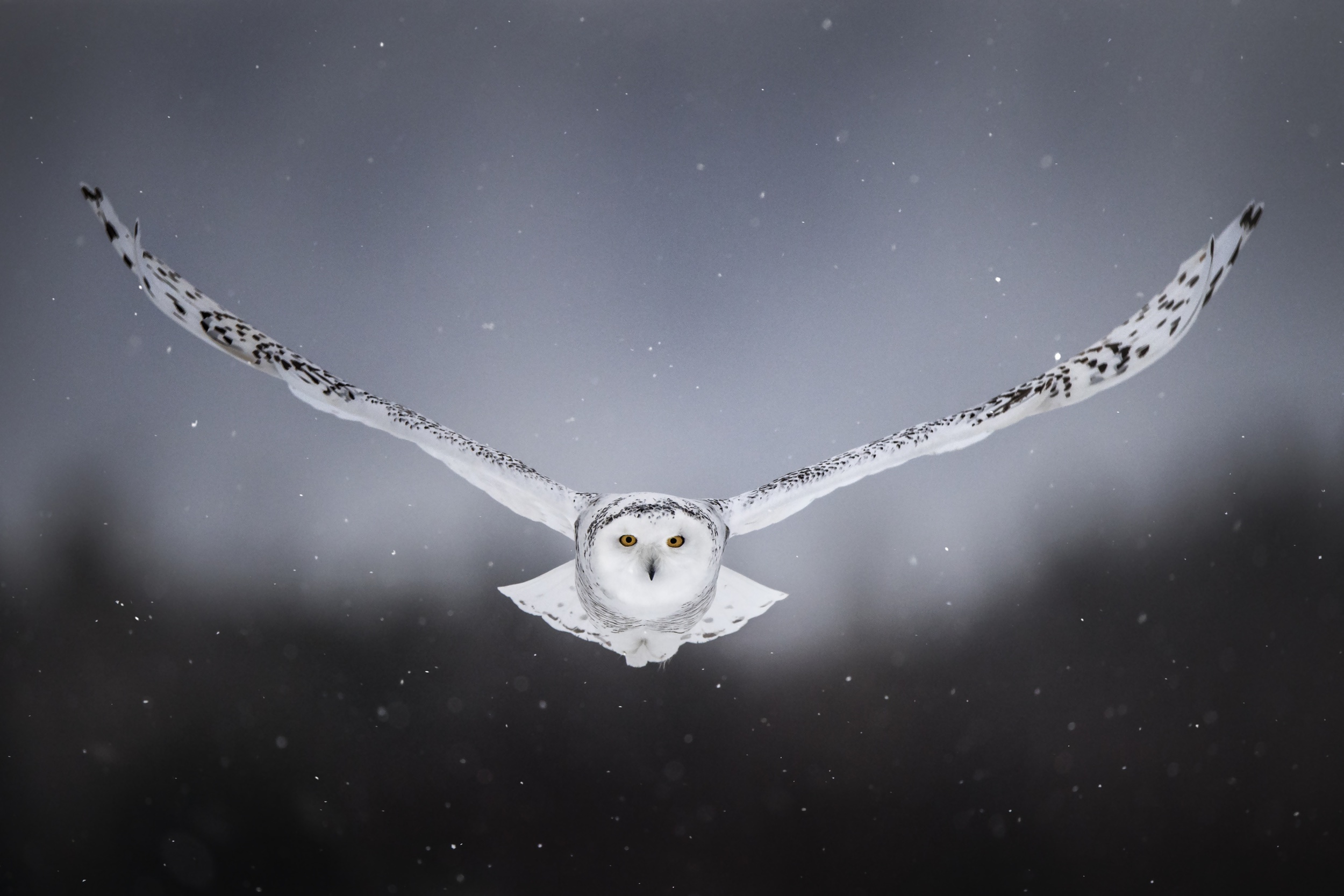 Owl Flying Wallpapers