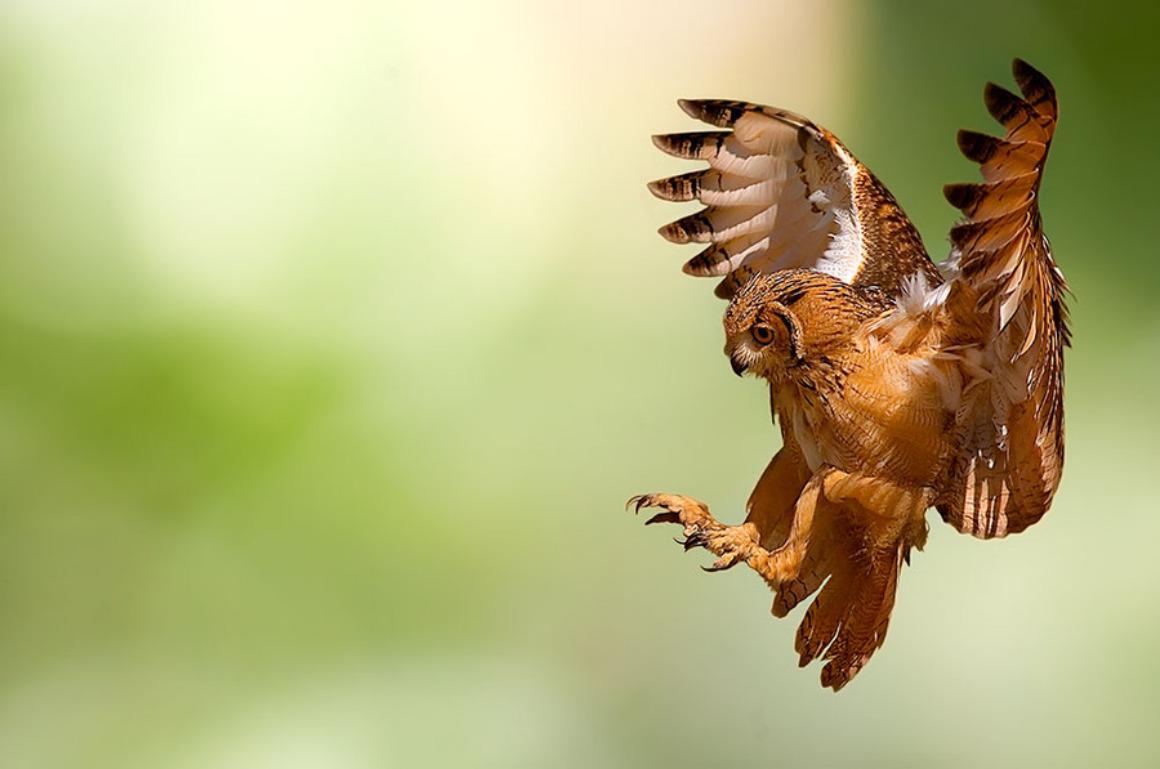 Owl Flying Wallpapers