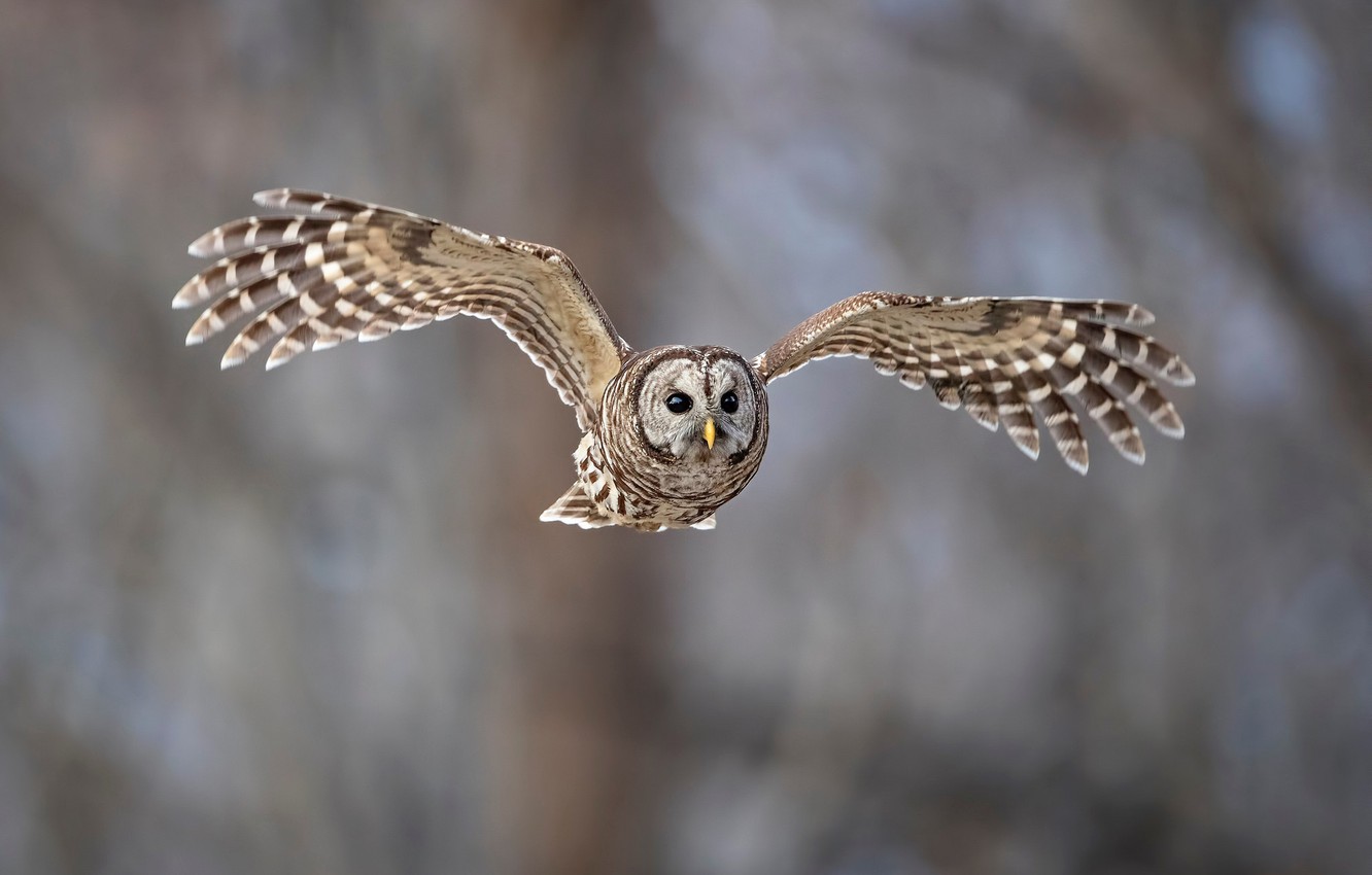 Owl Flying Wallpapers