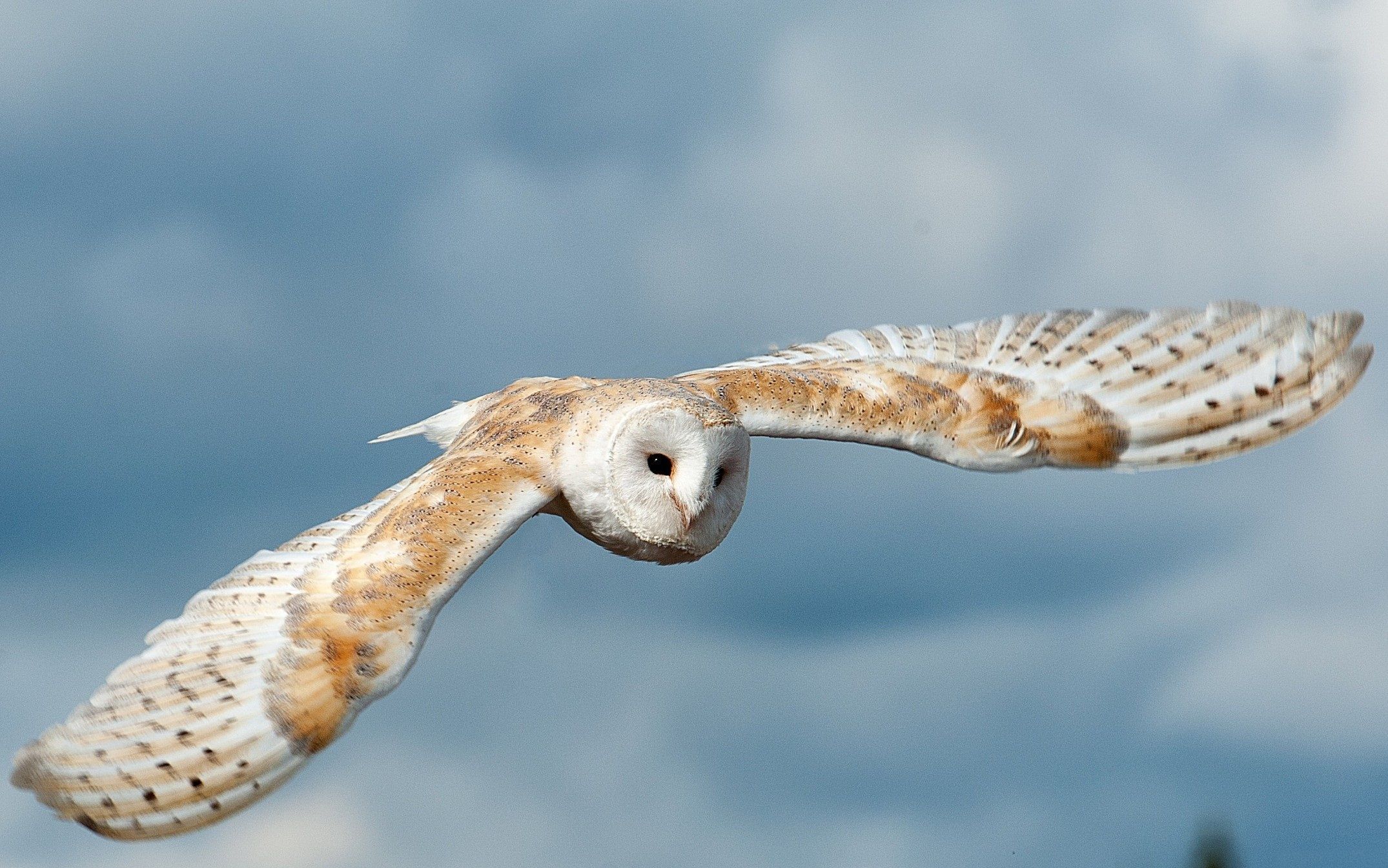 Owl Flying Wallpapers