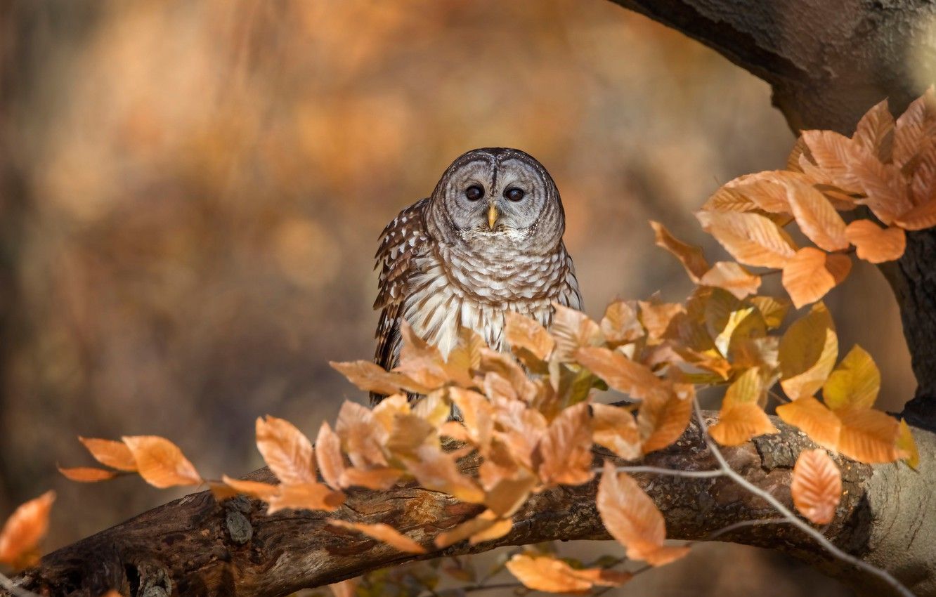 Owl In Fall Wallpapers