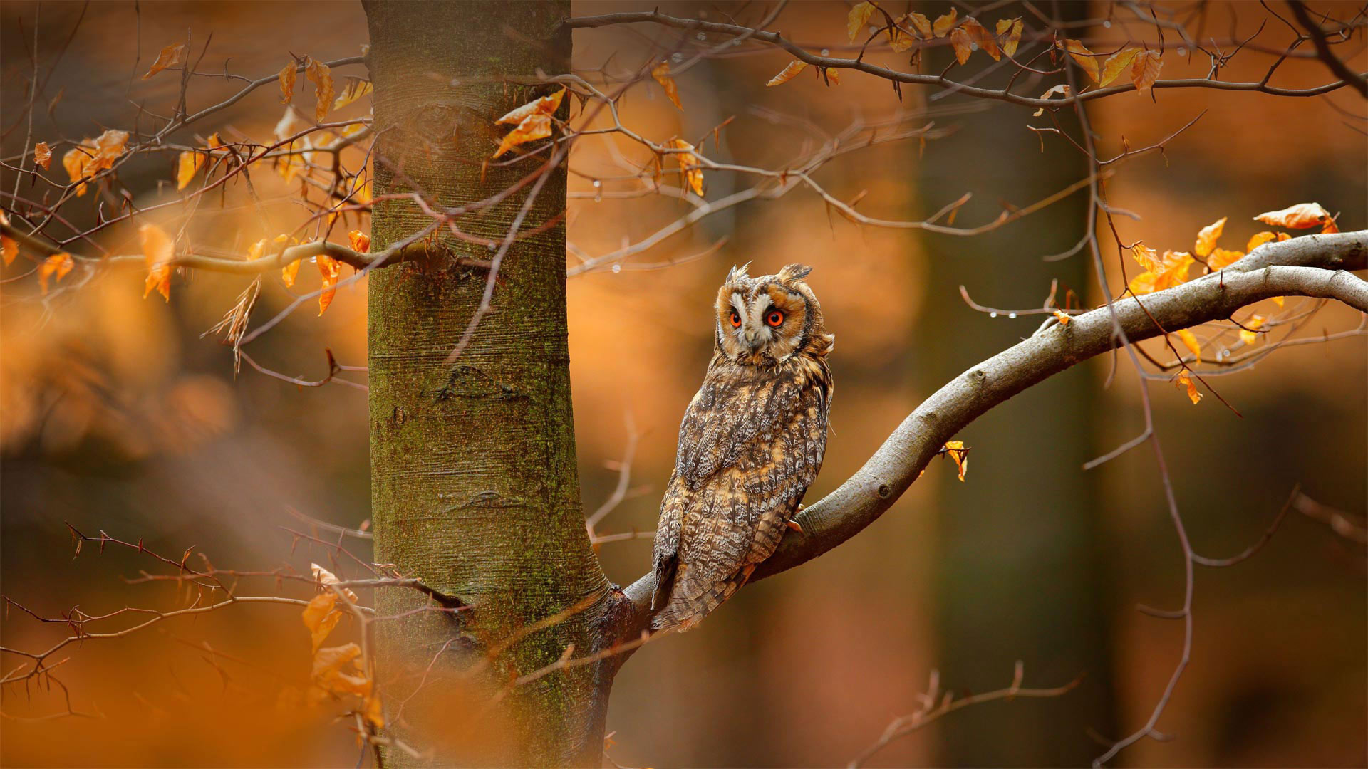 Owl In Fall Wallpapers