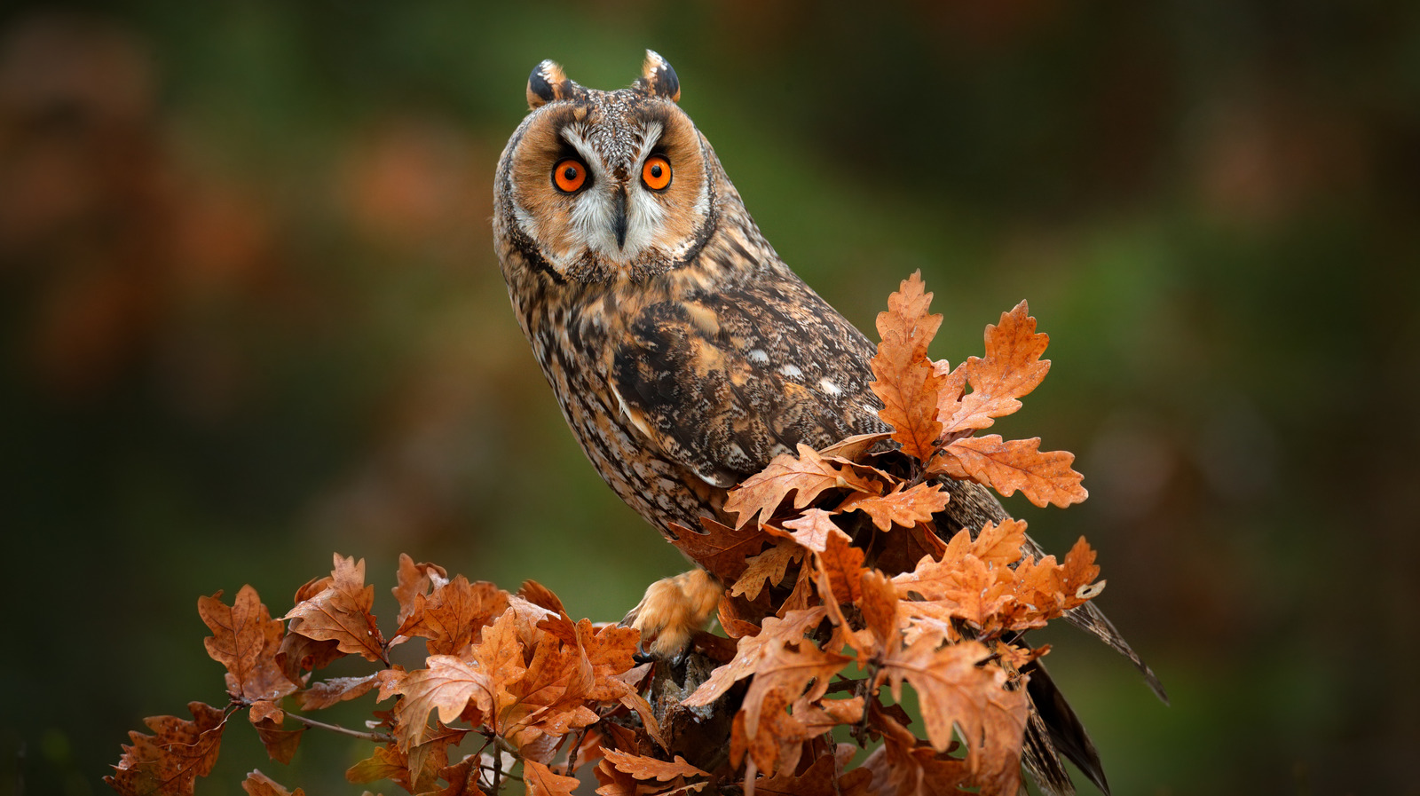 Owl In Fall Wallpapers