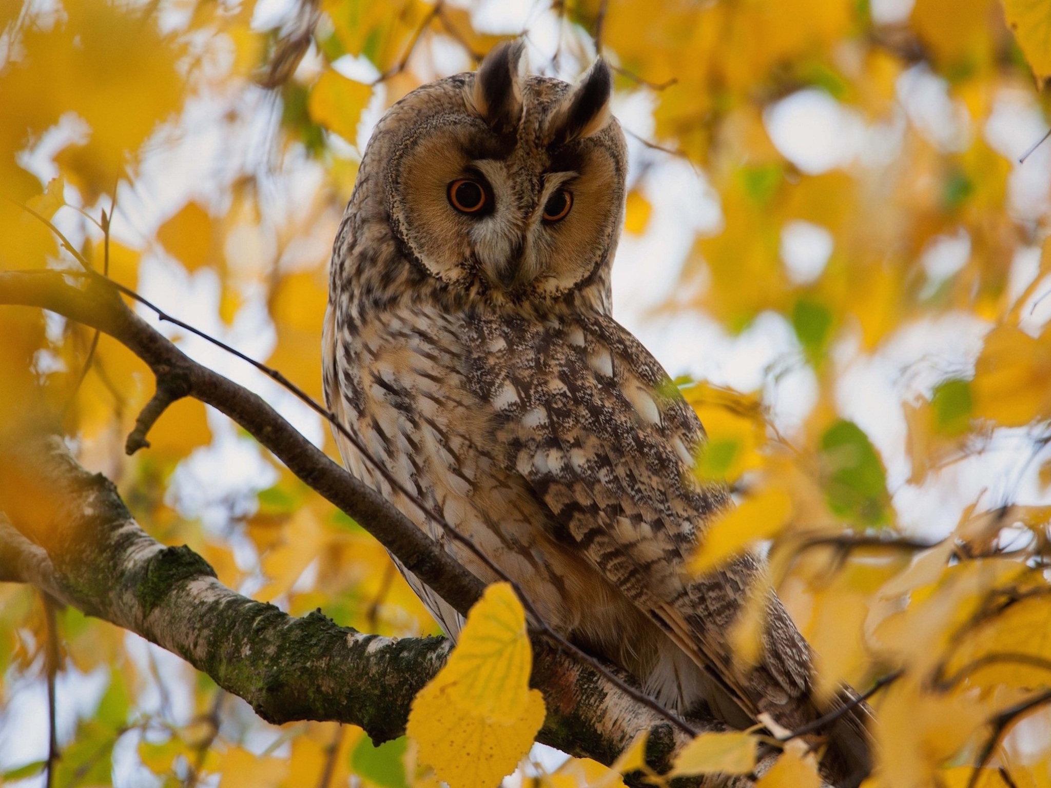 Owl In Fall Wallpapers