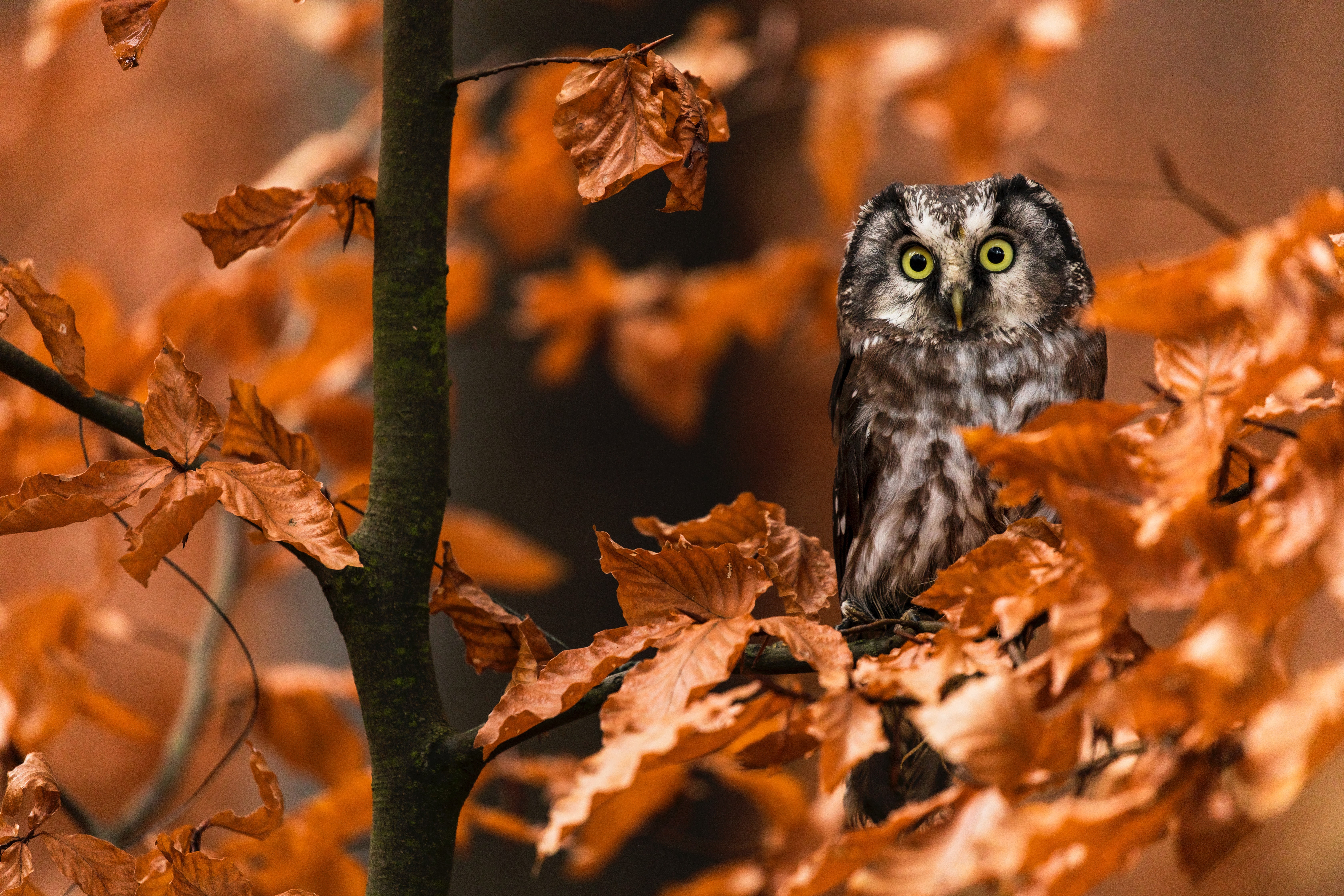 Owl In Fall Wallpapers