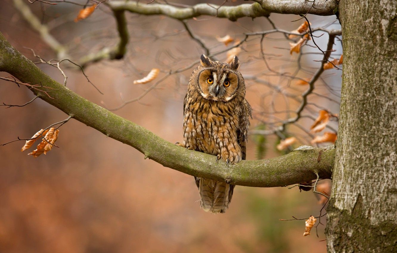 Owl In Fall Wallpapers