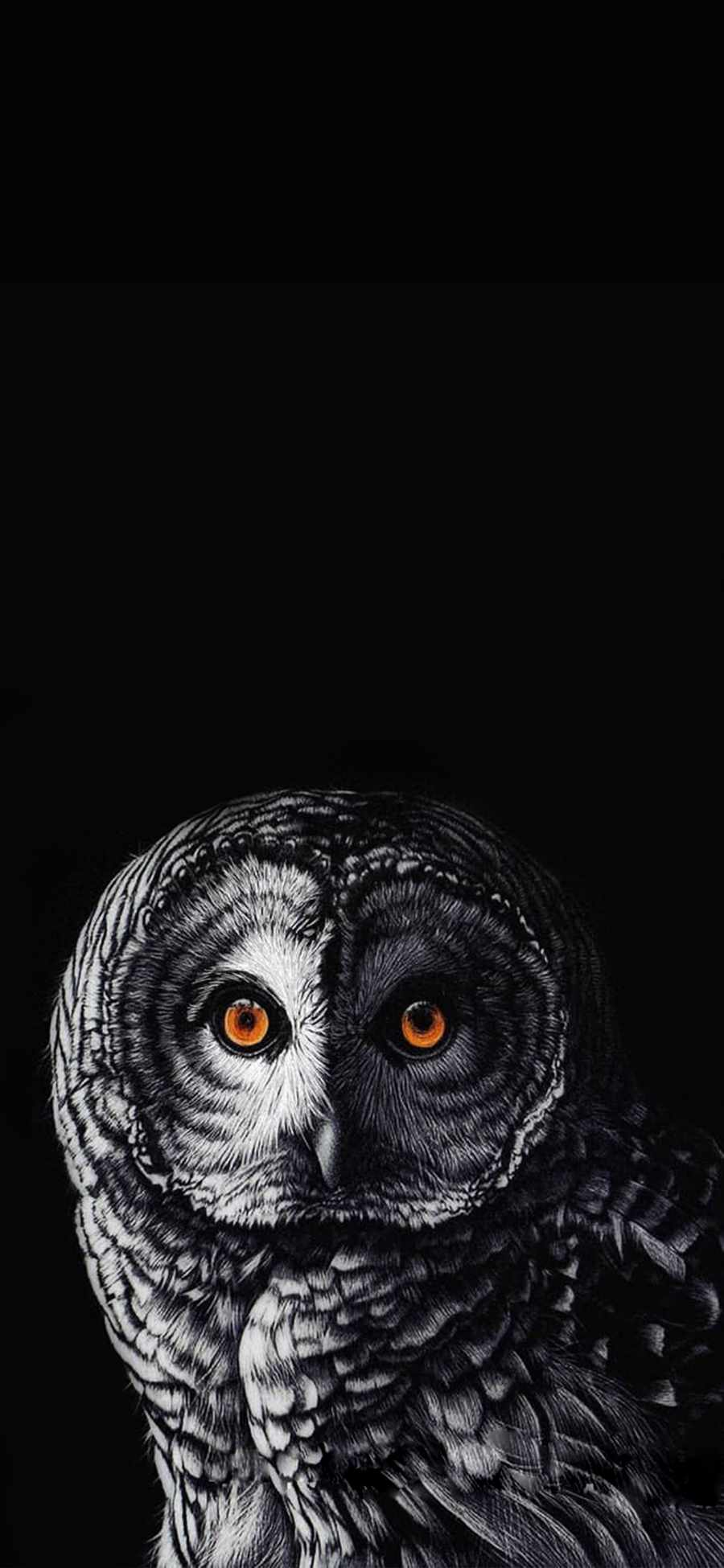 Owl Phone Wallpapers