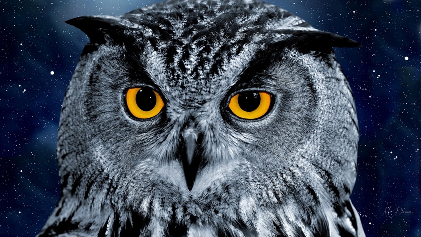 Owl Wallpapers