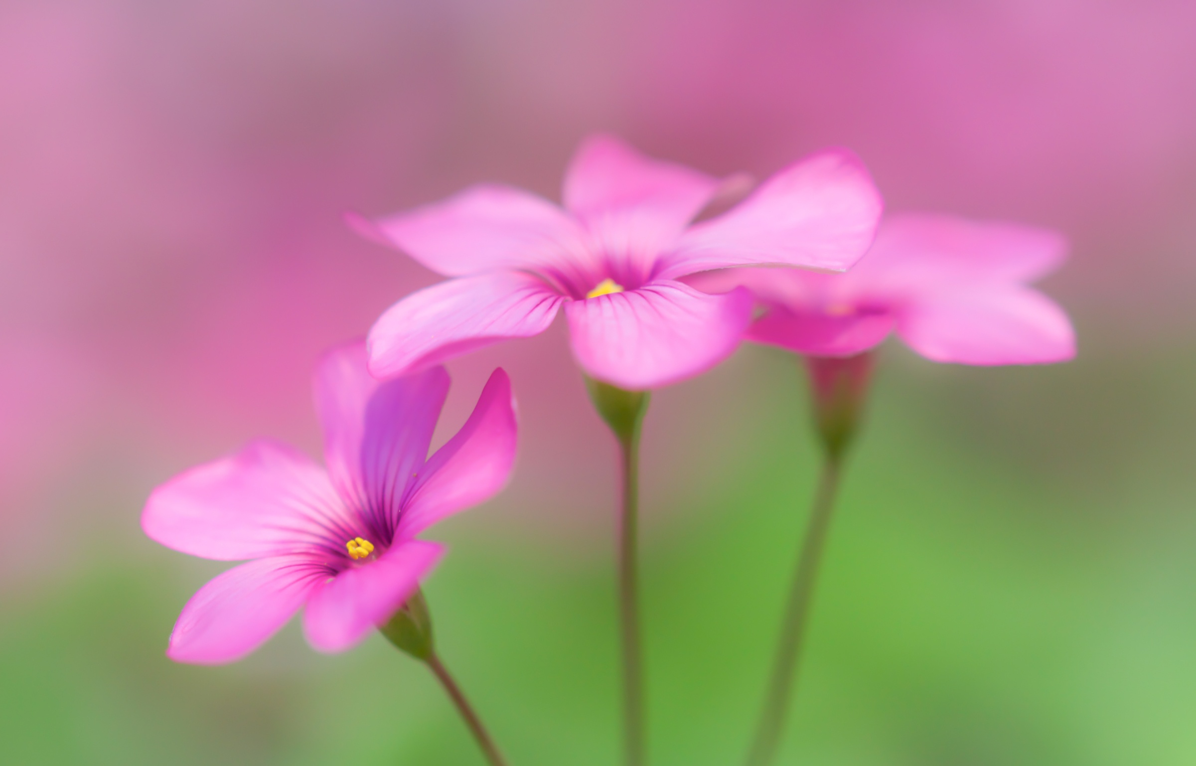 Oxalis Wallpapers