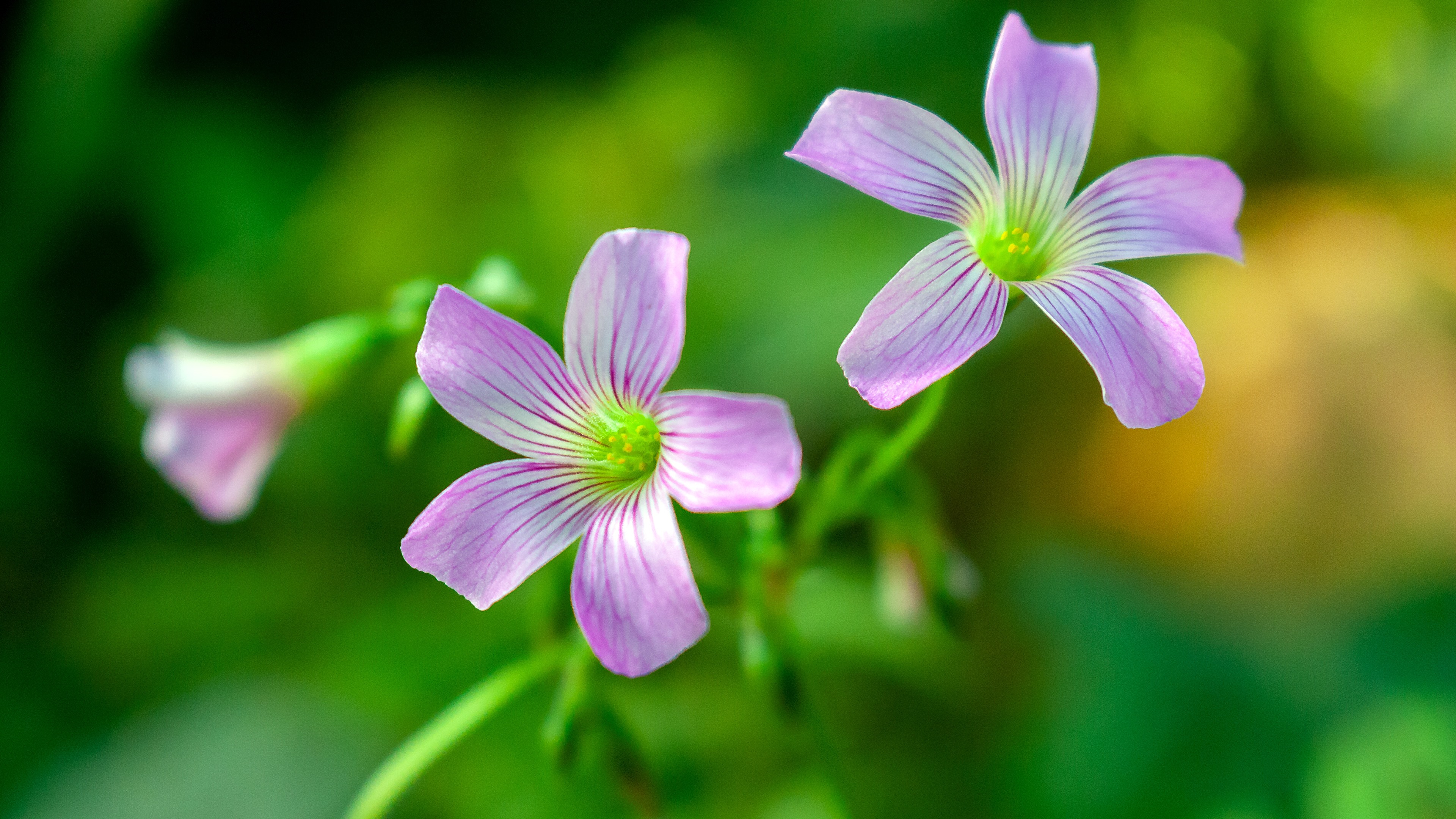 Oxalis Wallpapers