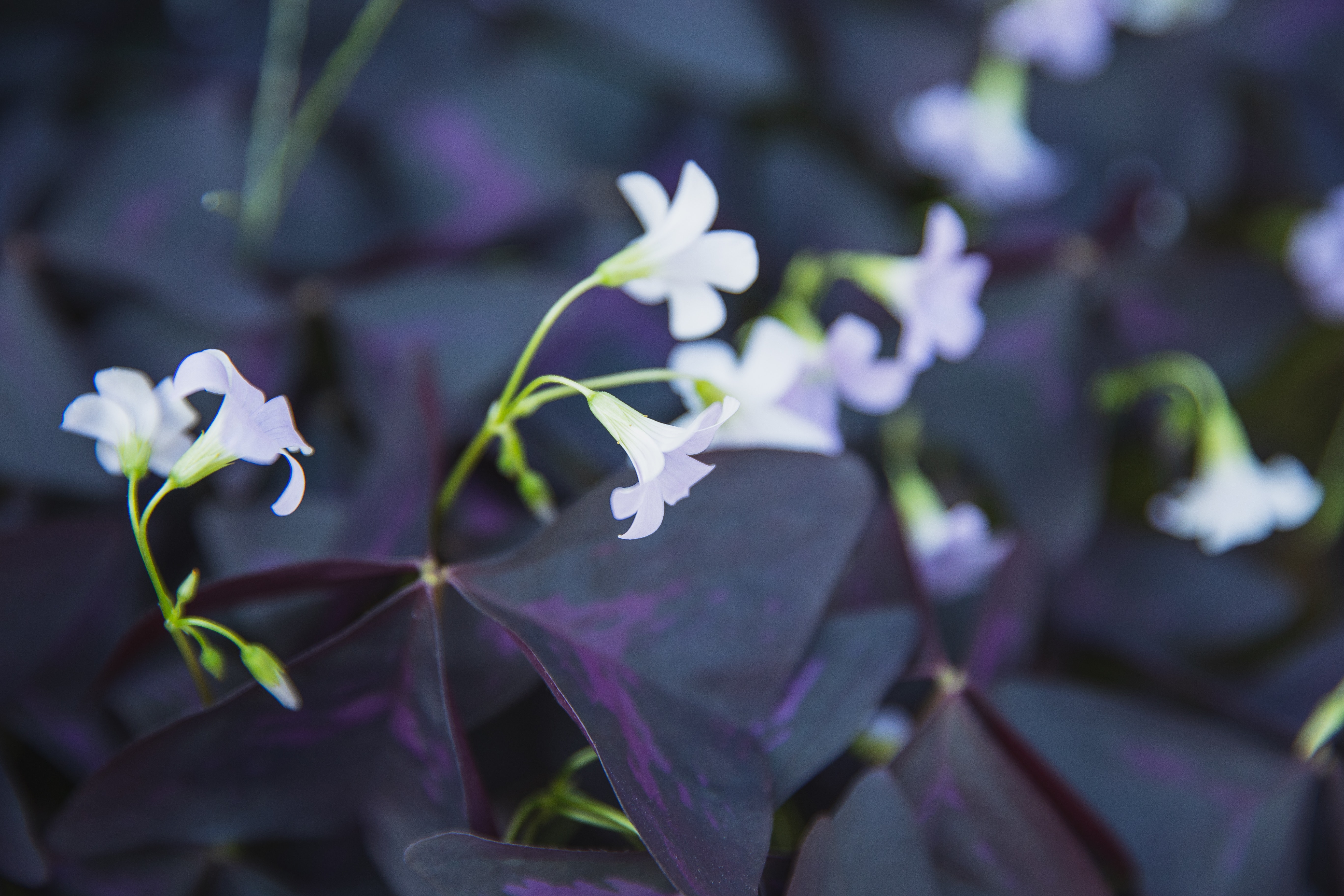 Oxalis Wallpapers