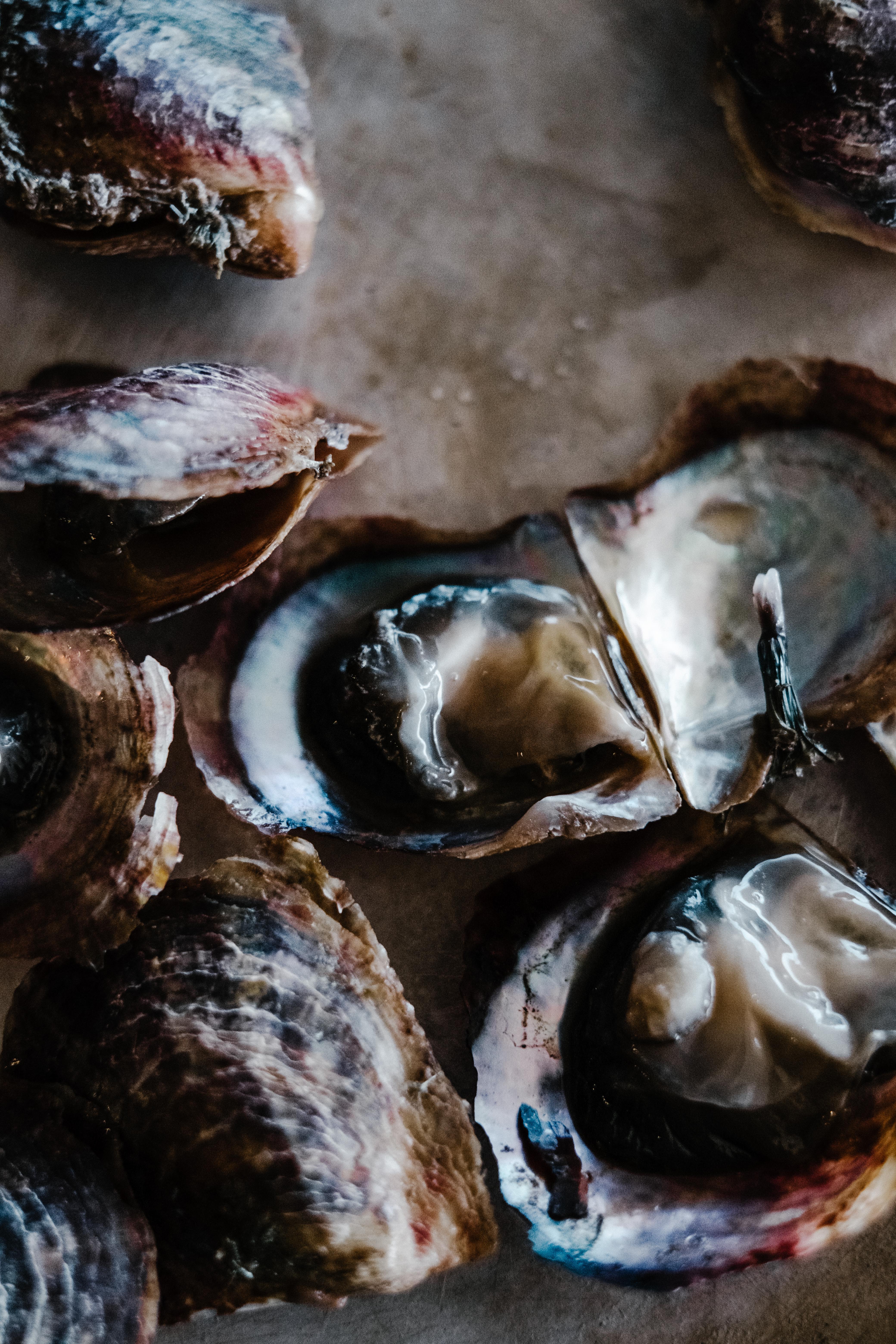 Oyster Wallpapers