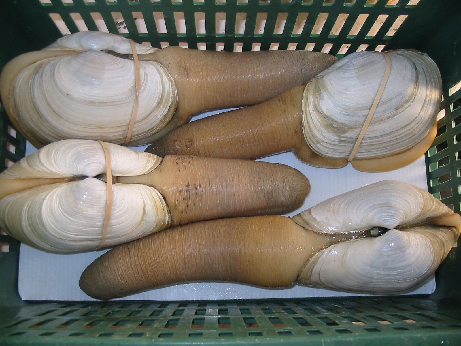 Pacific Geoduck Wallpapers