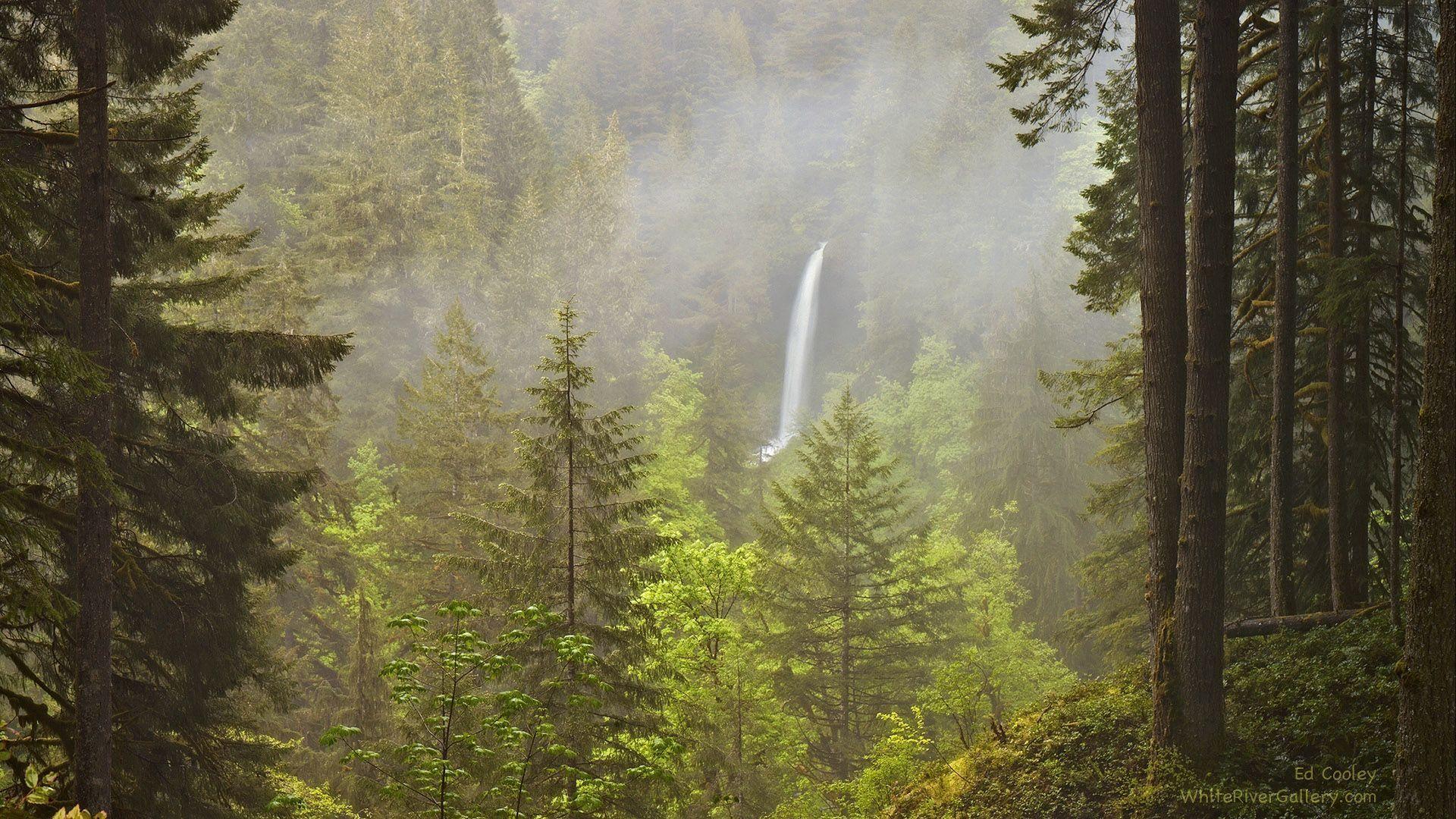 Pacific Northwest Forest Wallpapers