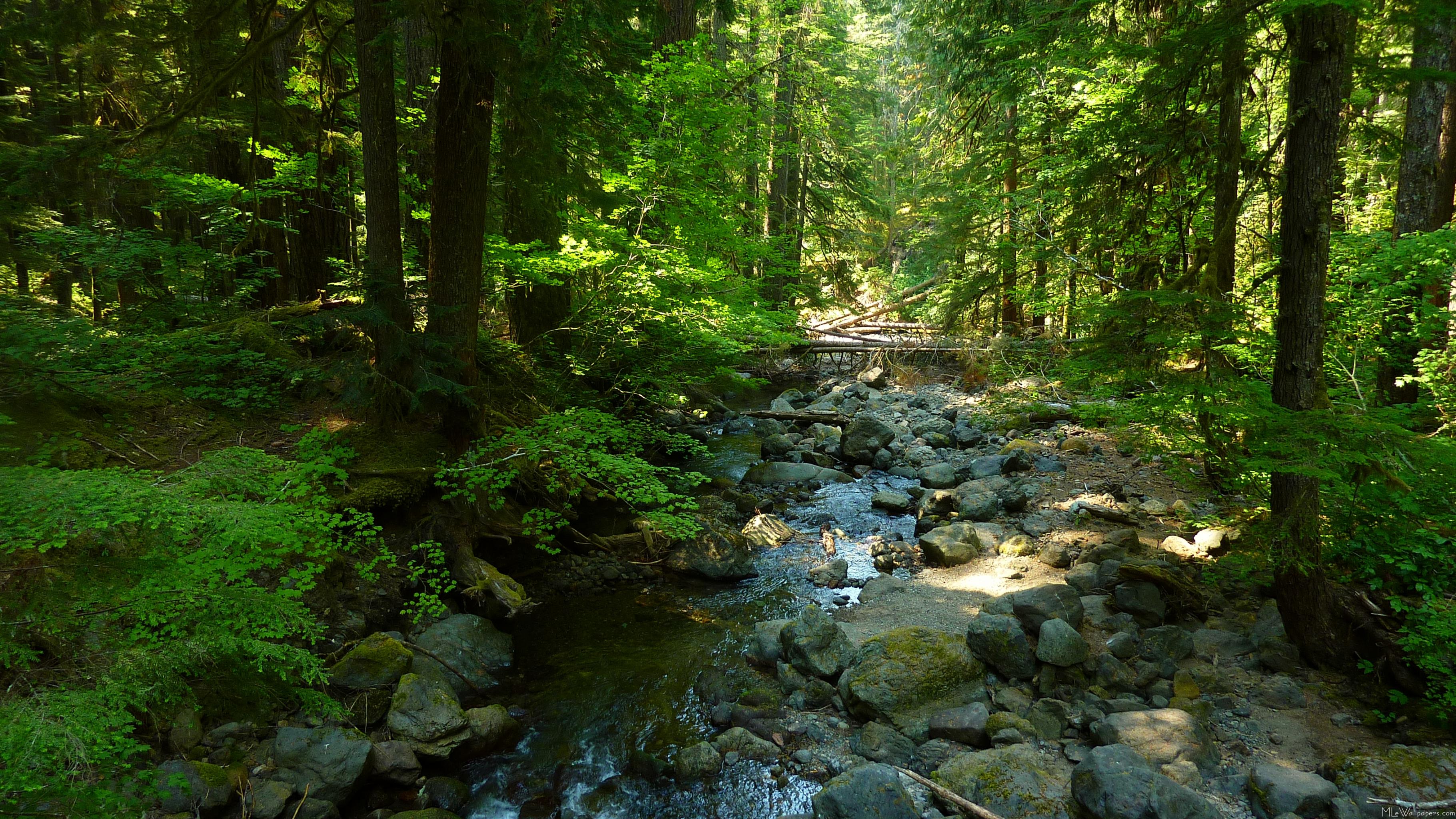 Pacific Northwest Forest Wallpapers