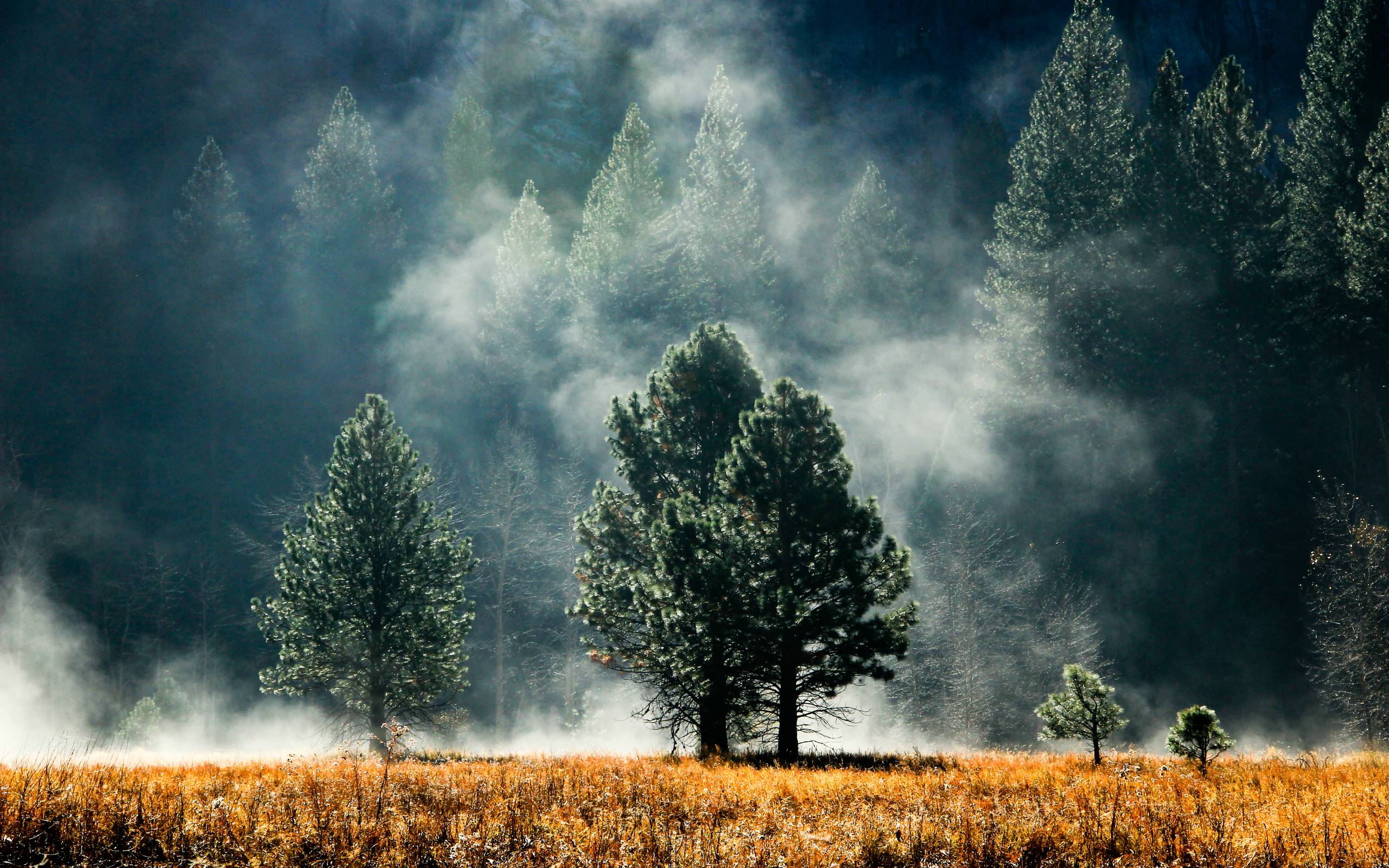 Pacific Northwest Forest Wallpapers