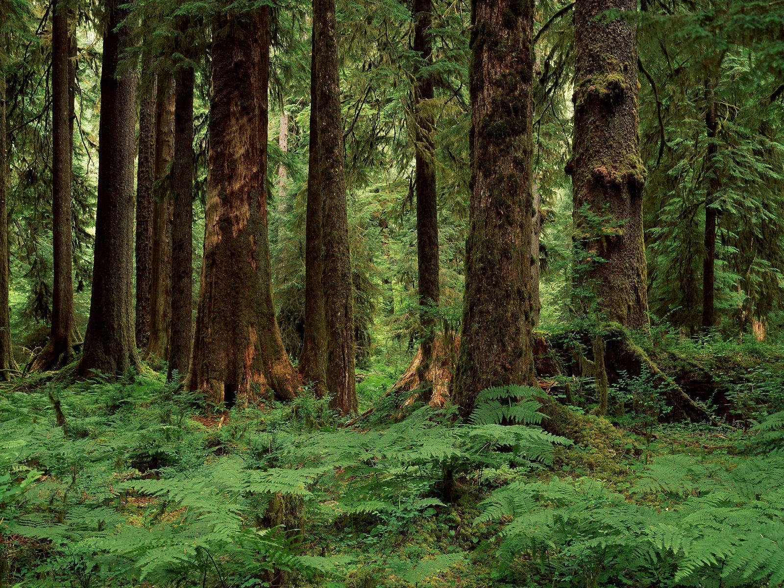 Pacific Northwest Forest Wallpapers