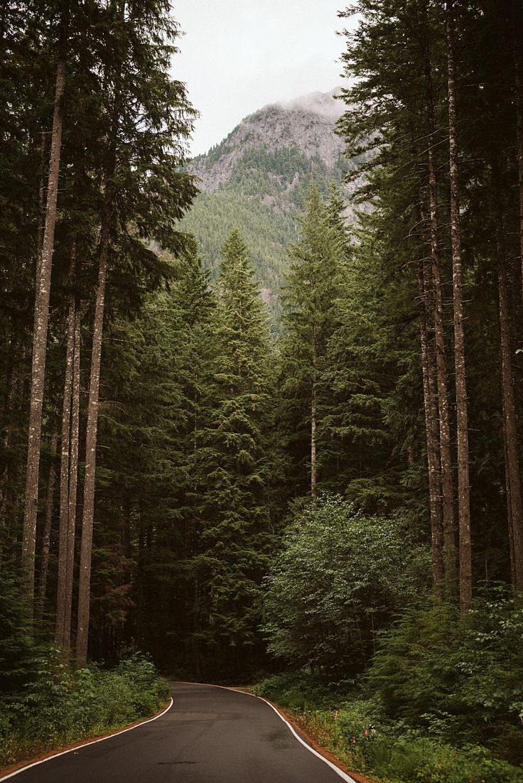 Pacific Northwest Forest Wallpapers