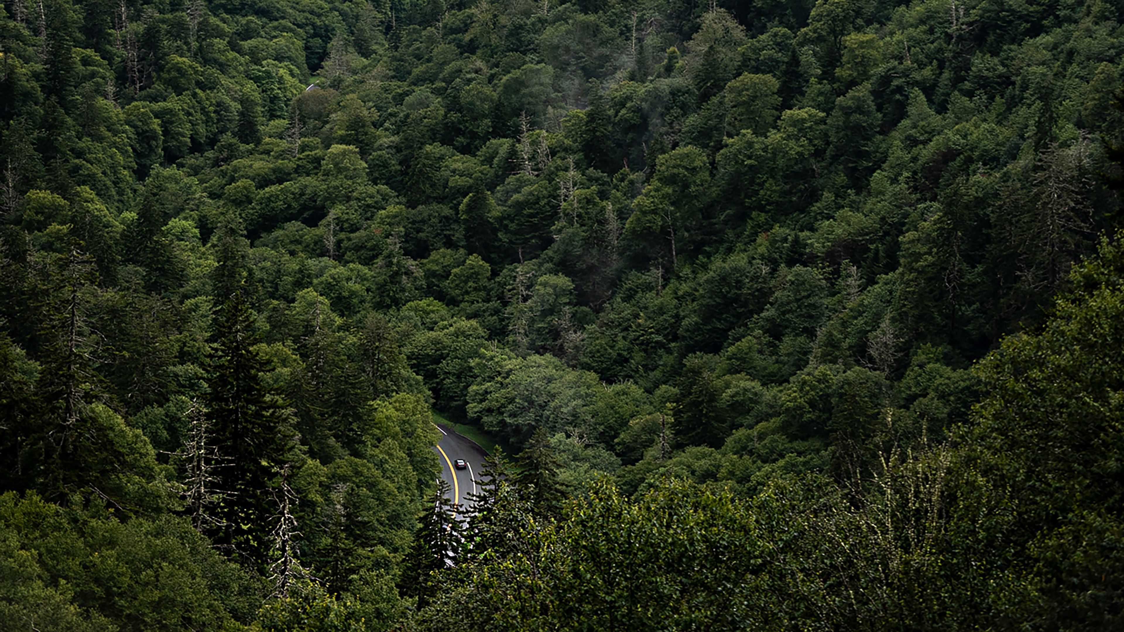 Pacific Northwest Forest Wallpapers