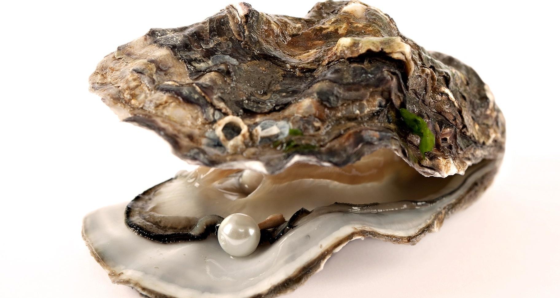 Pacific Oyster Wallpapers