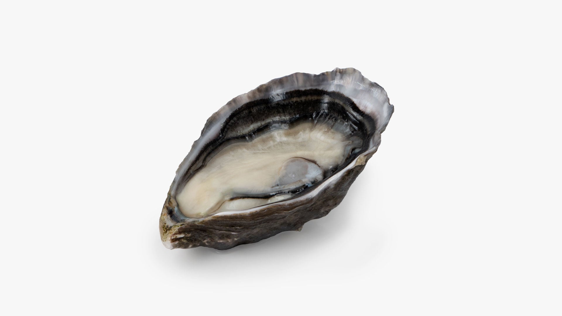 Pacific Oyster Wallpapers