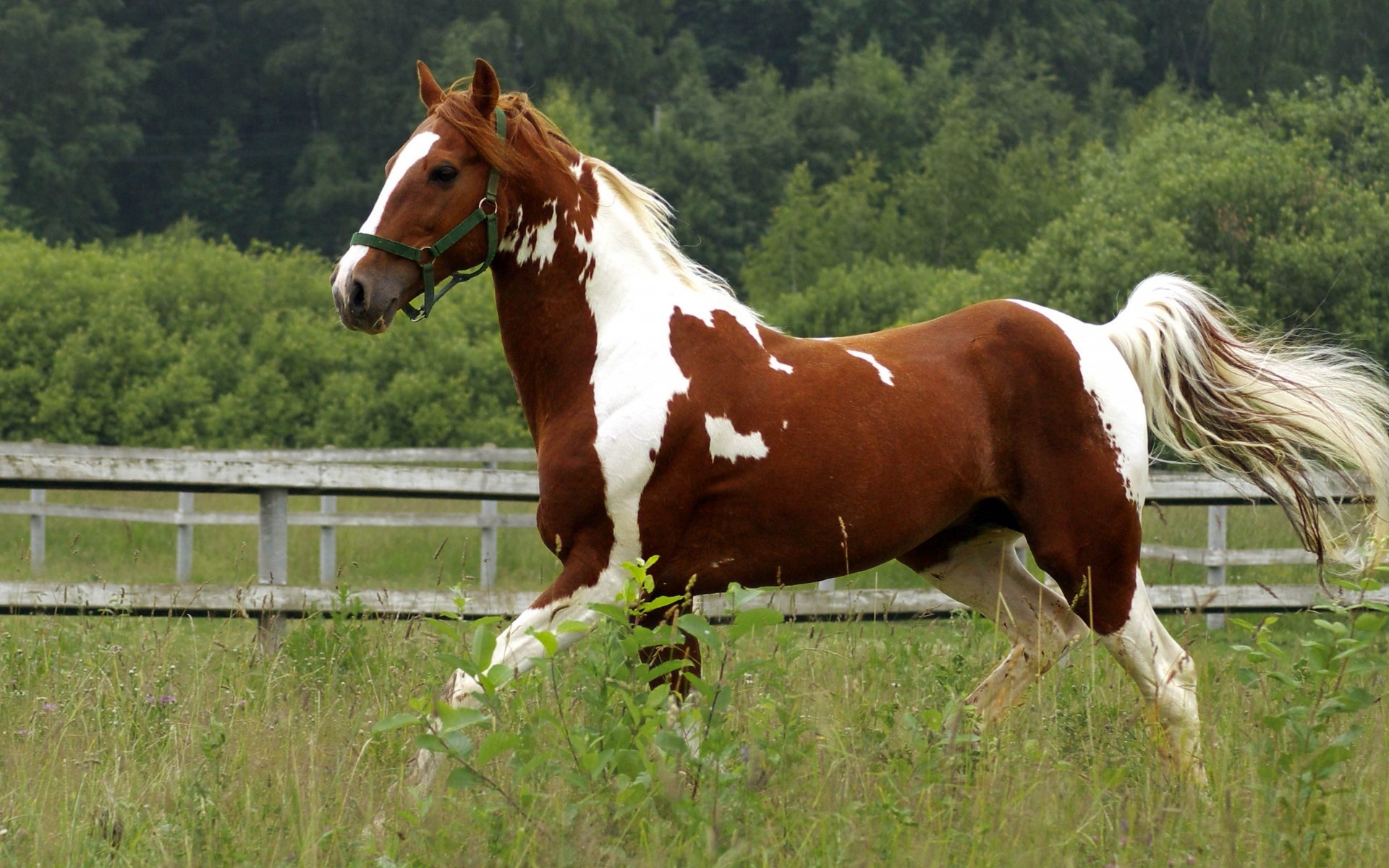 Paint Horse Wallpapers
