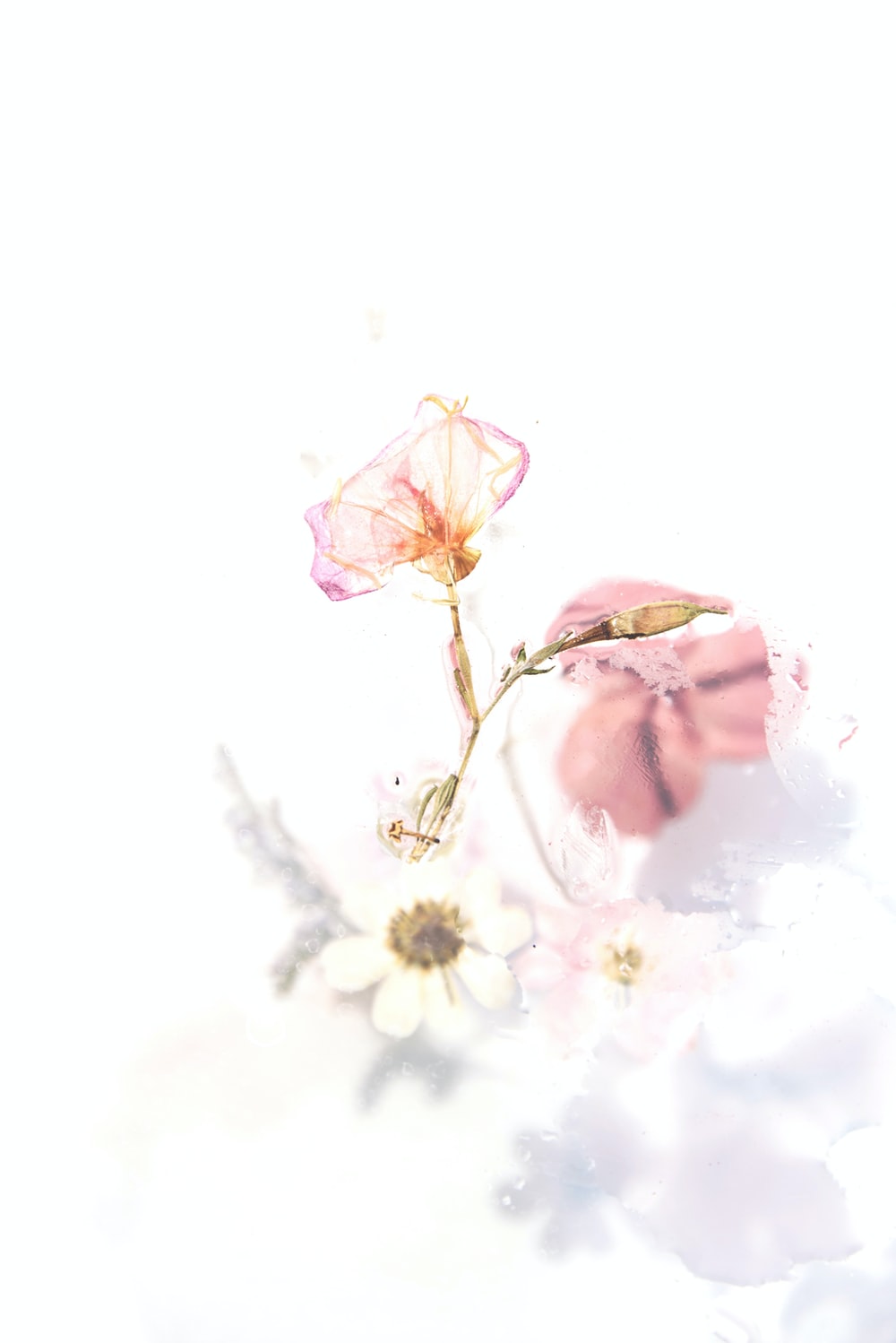 Painted Flower Wallpapers