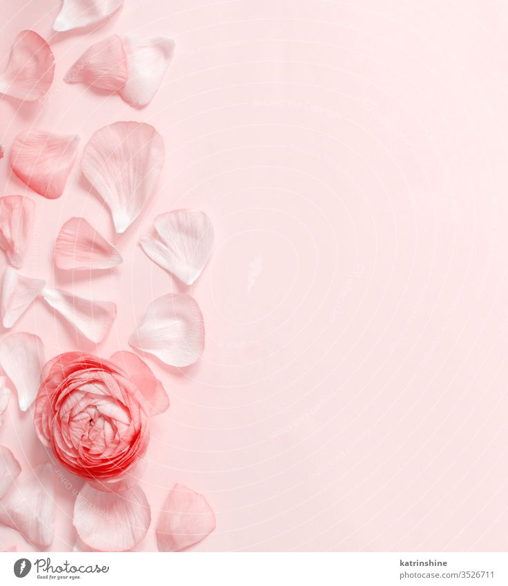 Pale Pink Background