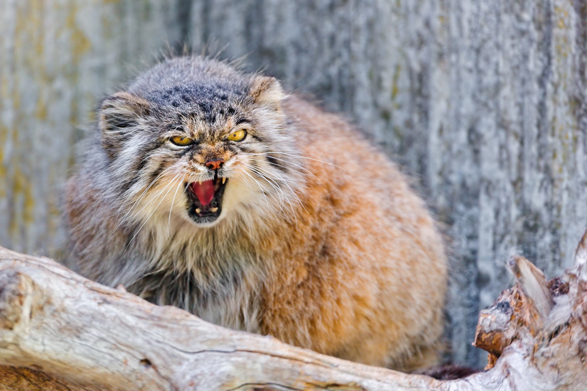 Pallas'S Cat Wallpapers