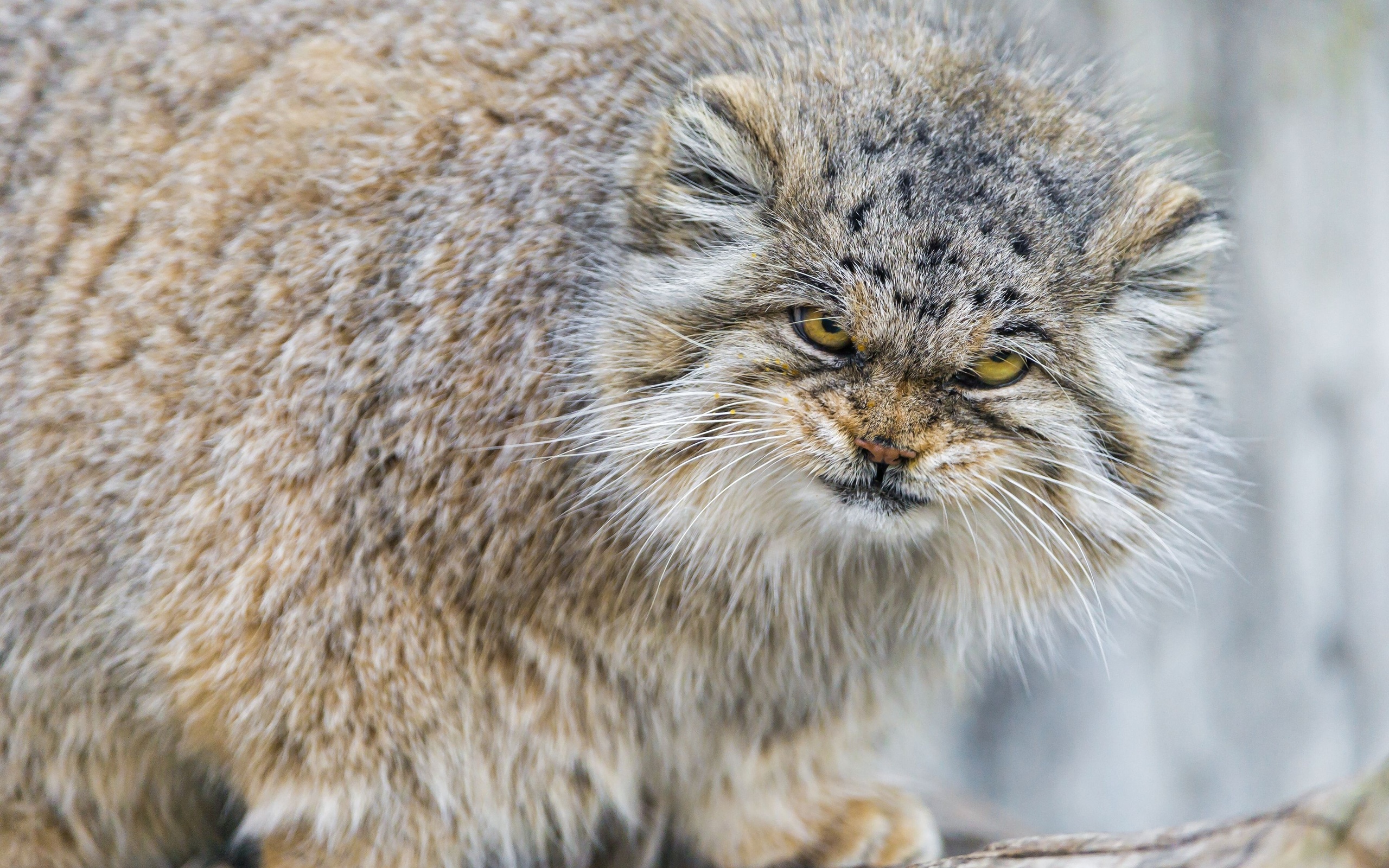 Pallas'S Cat Wallpapers