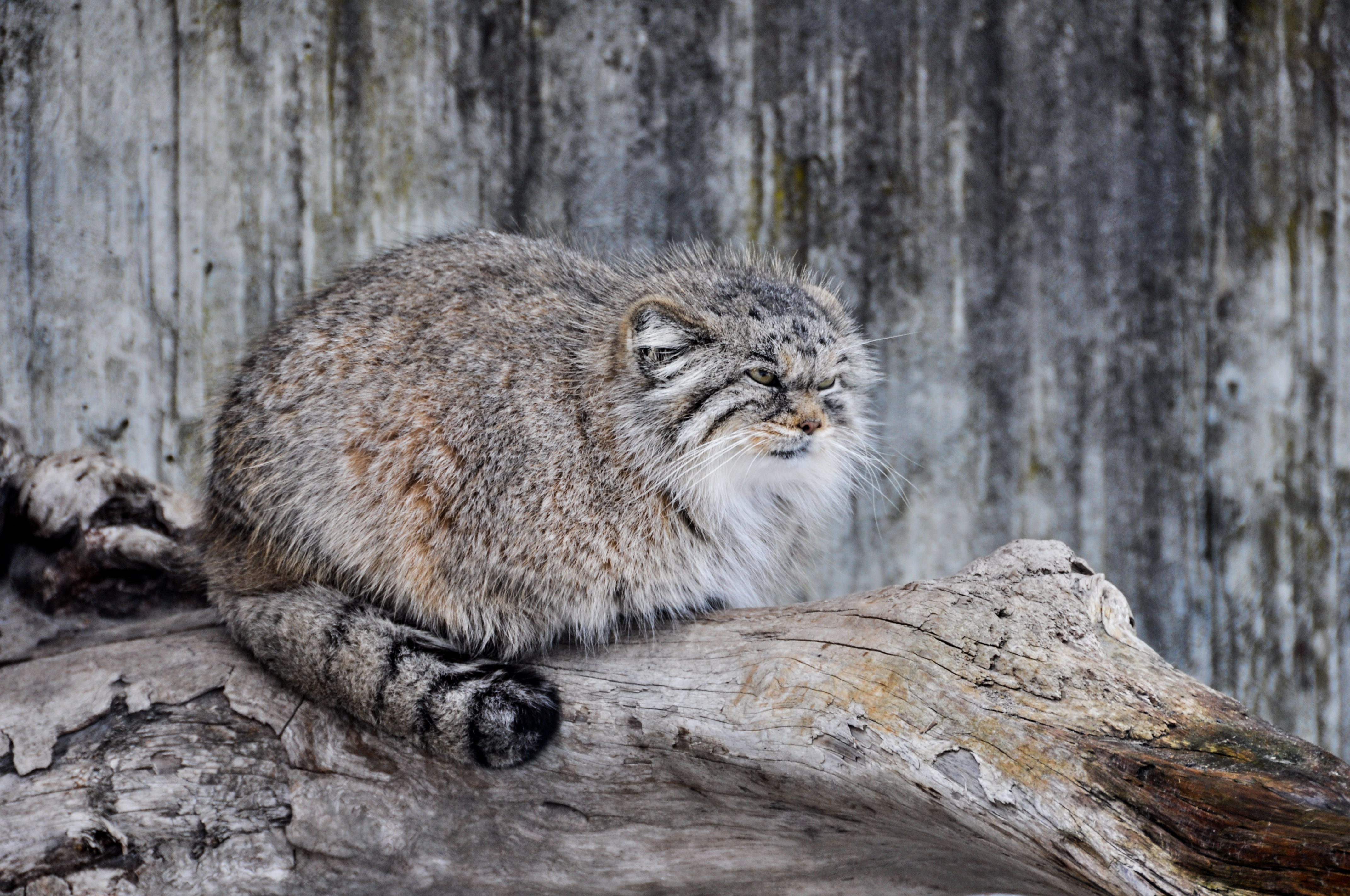 Pallas'S Cat Wallpapers