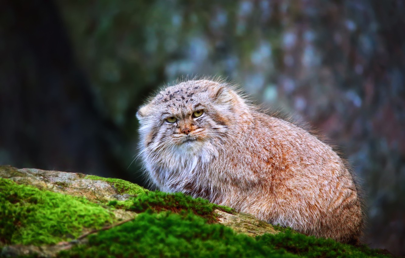 Pallas'S Cat Wallpapers