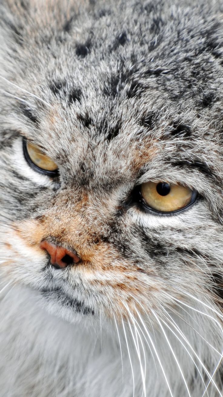 Pallas'S Cat Wallpapers