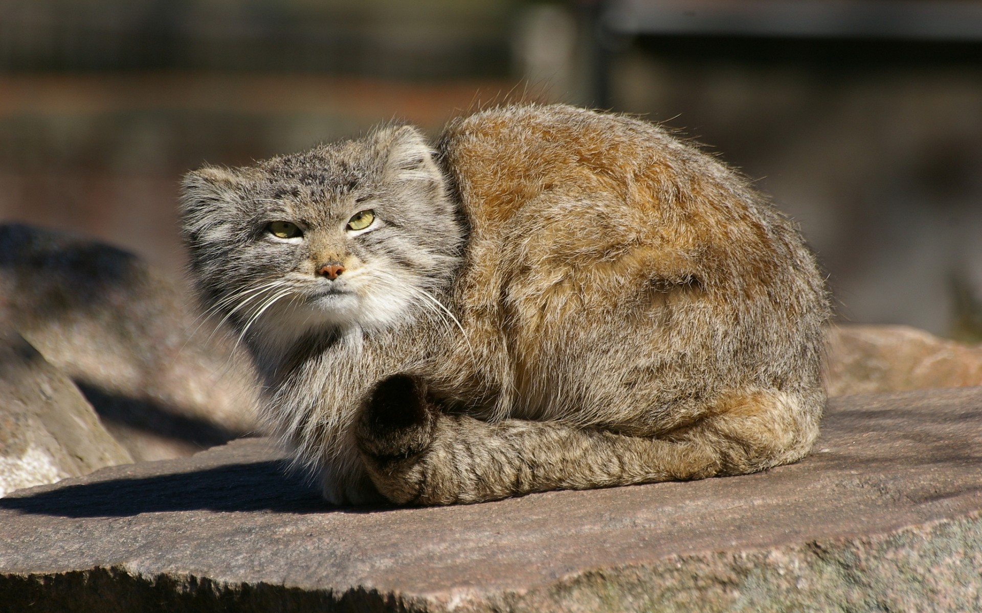 Pallas'S Cat Wallpapers