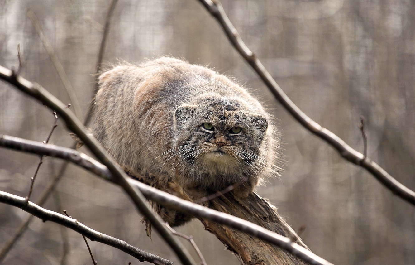 Pallas'S Cat Wallpapers