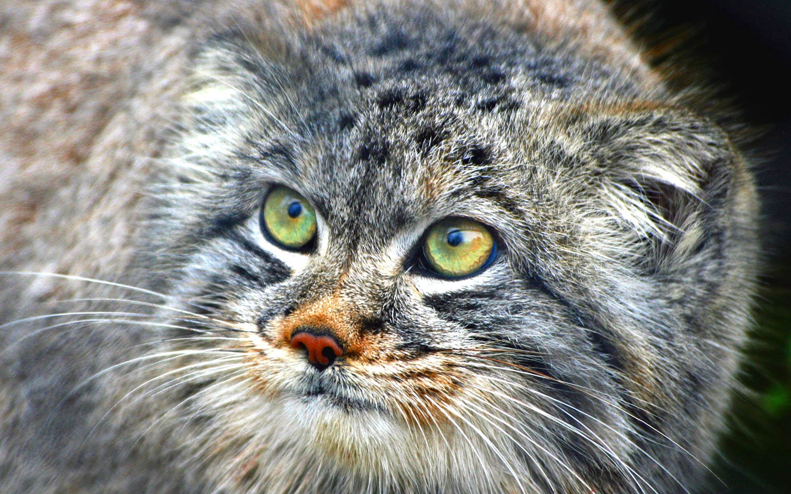 Pallas'S Cat Wallpapers