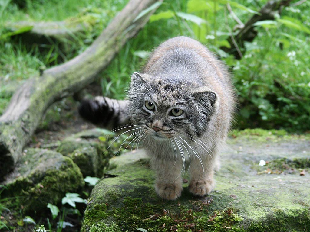 Pallas'S Cat Wallpapers